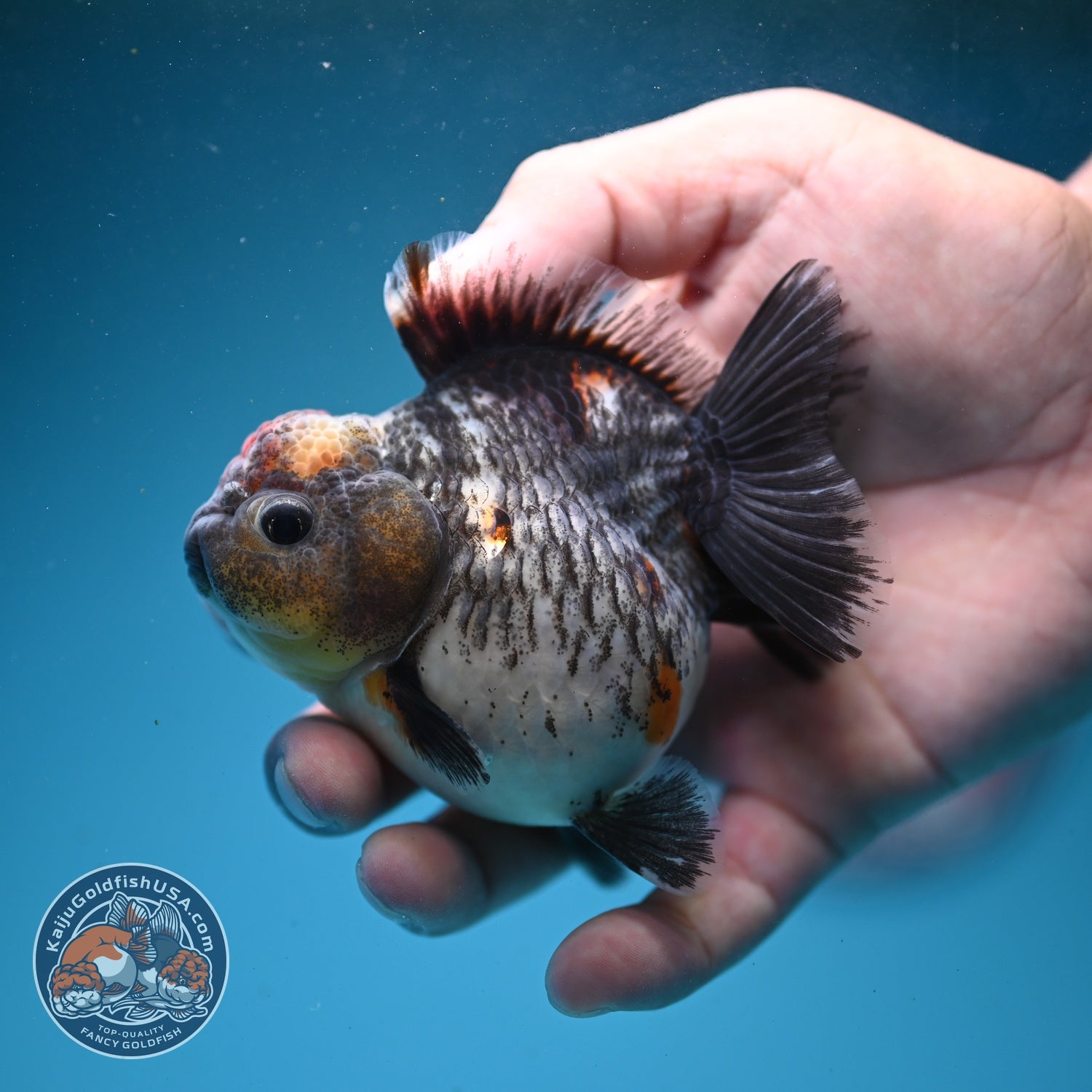 Shogun Kirin Oranda 2.8 inch Body (260814_OR06)