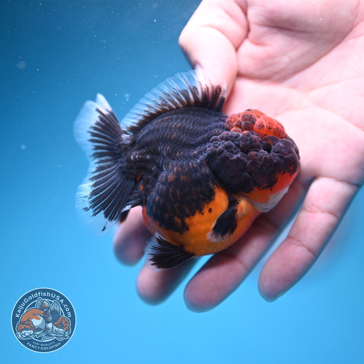 Shogun Kirin Oranda 3 inch Body (260807_OR13)