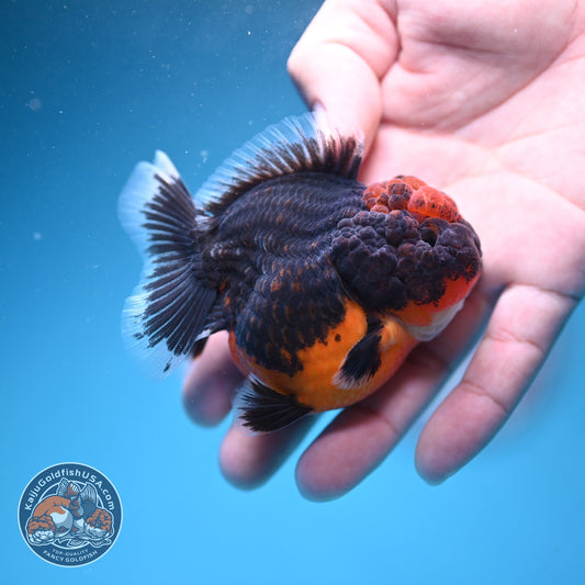 Shogun Kirin Oranda 3 inch Body (260807_OR13)