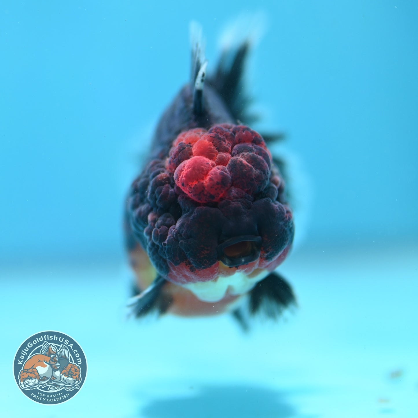 Shogun Kirin Oranda 3 inch Body (260807_OR13)