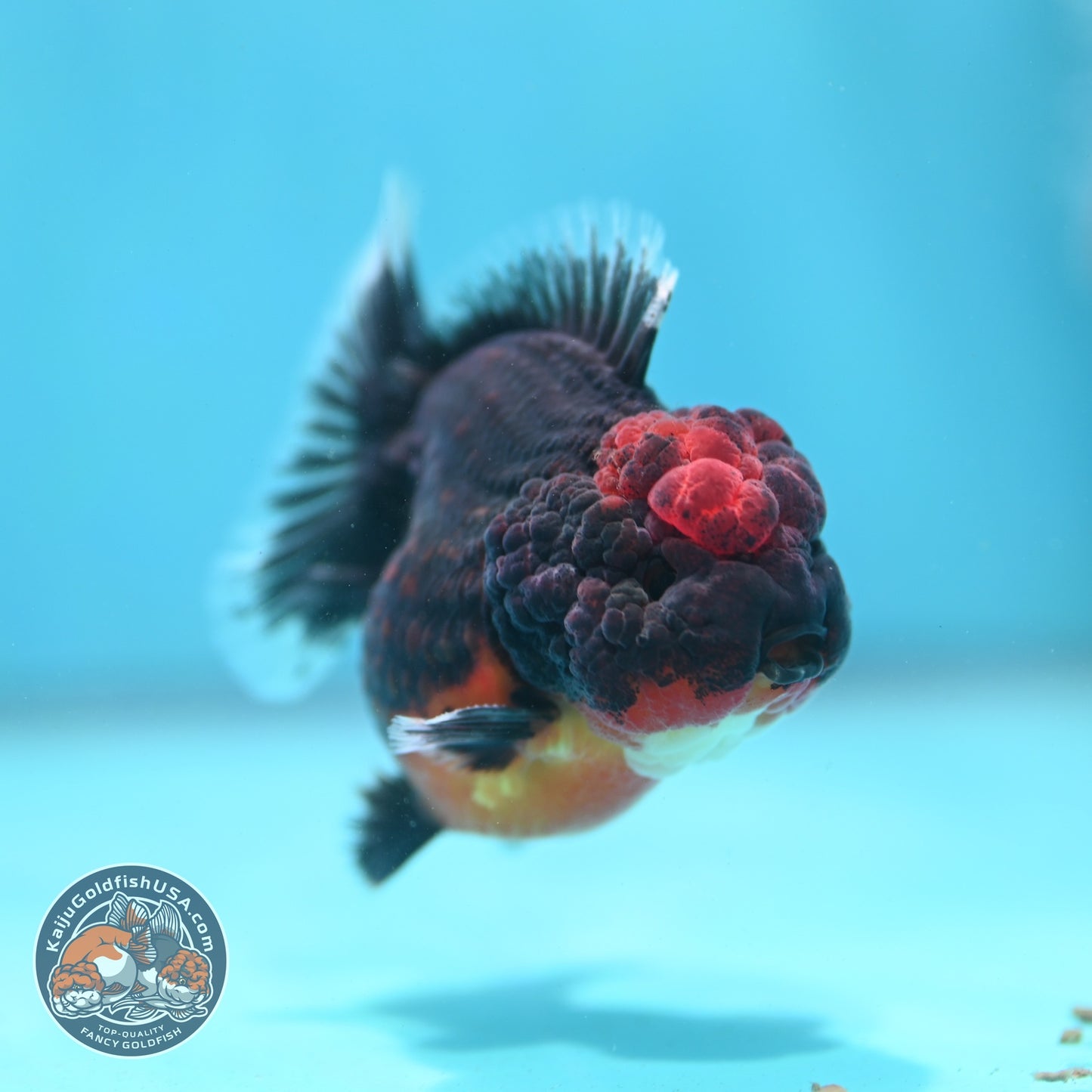 Shogun Kirin Oranda 3 inch Body (260807_OR13)