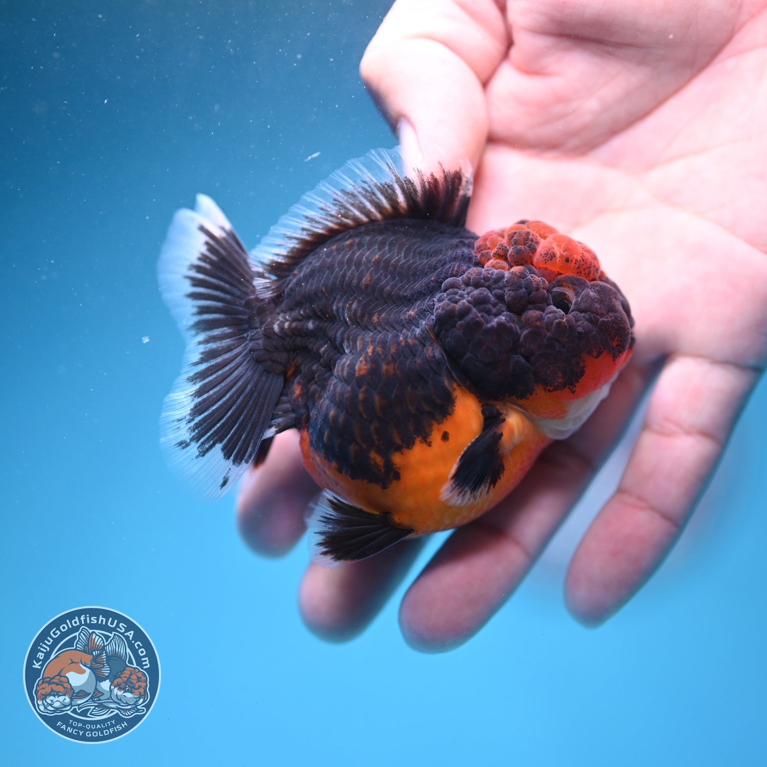 Shogun Kirin Oranda 3 inch Body (260807_OR13)