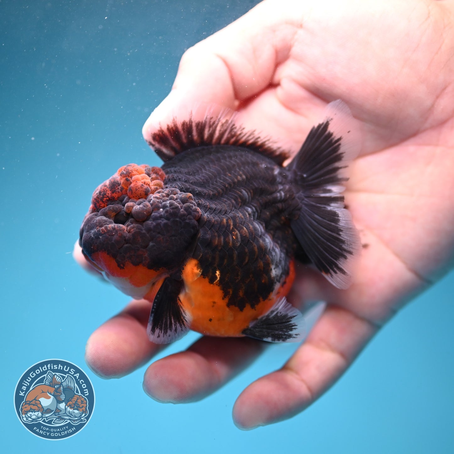 Shogun Kirin Oranda 3 inch Body (260807_OR13)