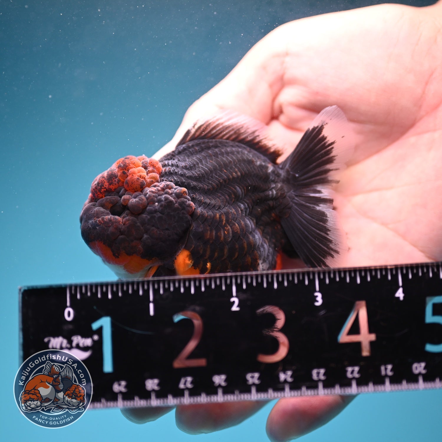 Shogun Kirin Oranda 3 inch Body (260807_OR13)