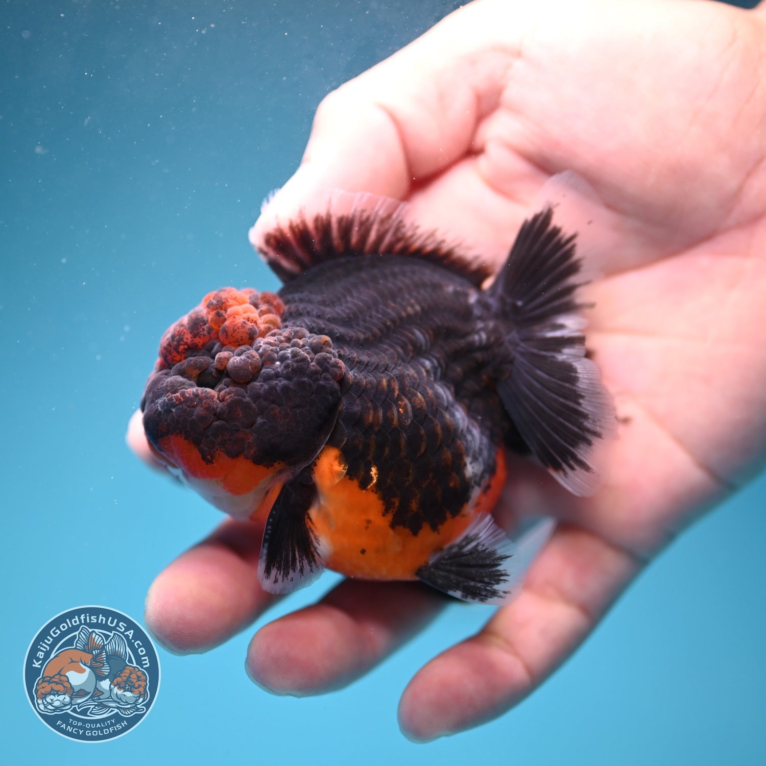 Shogun Kirin Oranda 3 inch Body (260807_OR13)