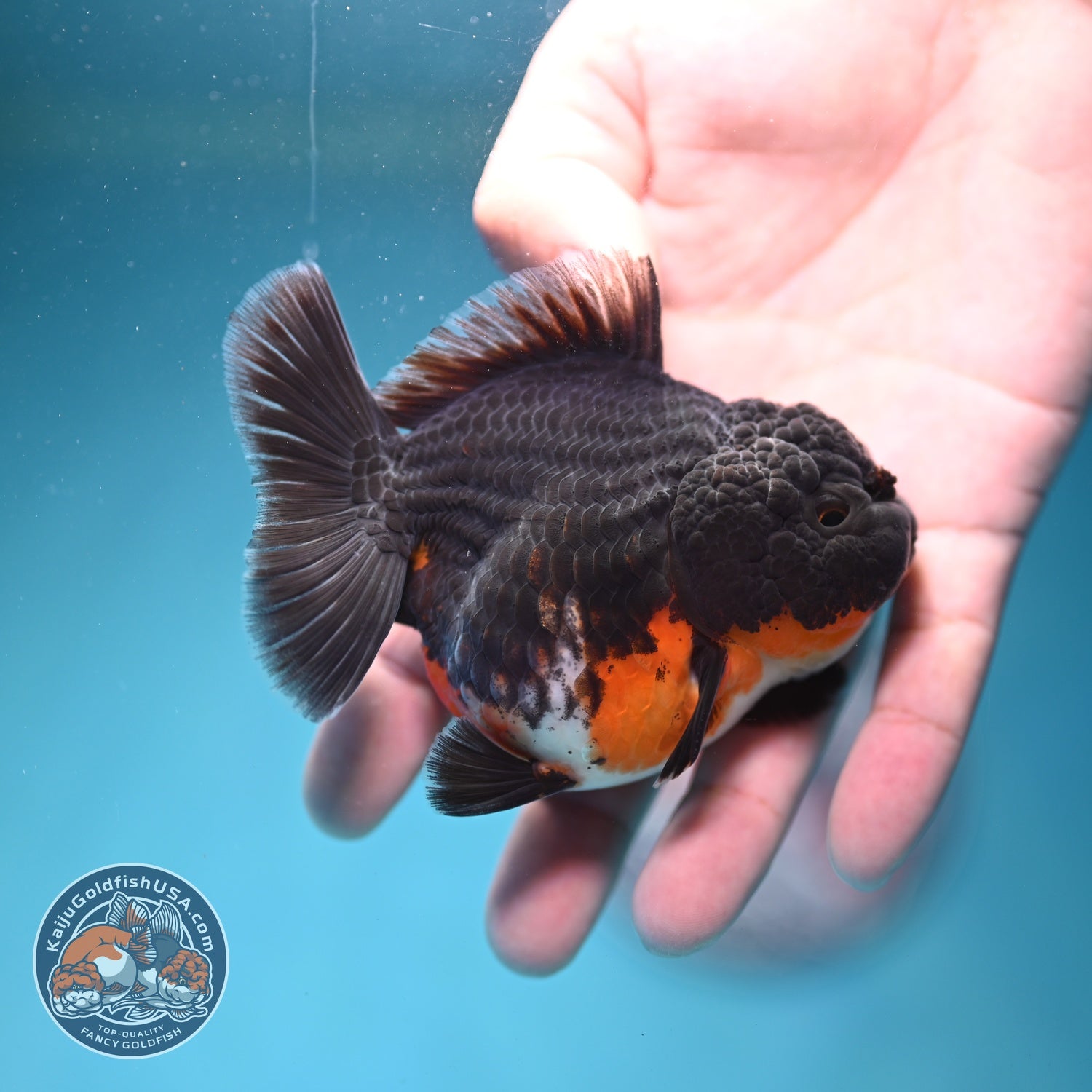 Shogun Kirin Oranda 3 inch Body (260814_OR10)