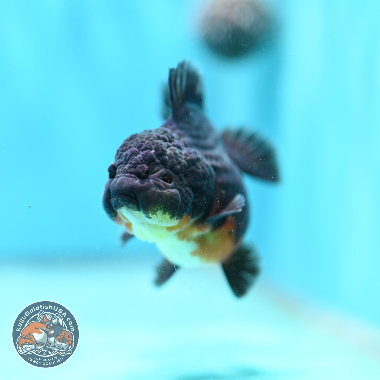 Shogun Kirin Oranda 3 inch Body (260814_OR10)