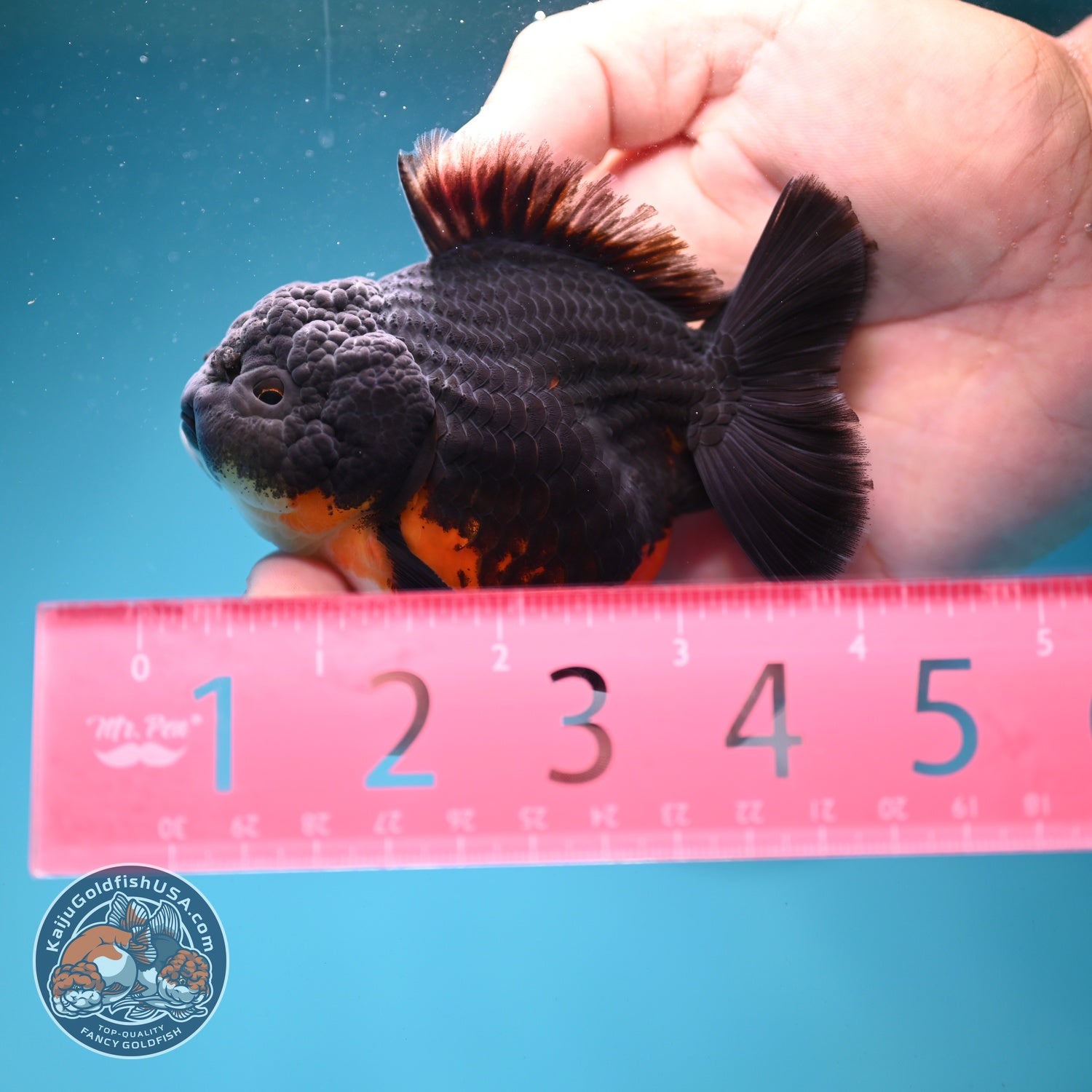 Shogun Kirin Oranda 3 inch Body (260814_OR10)