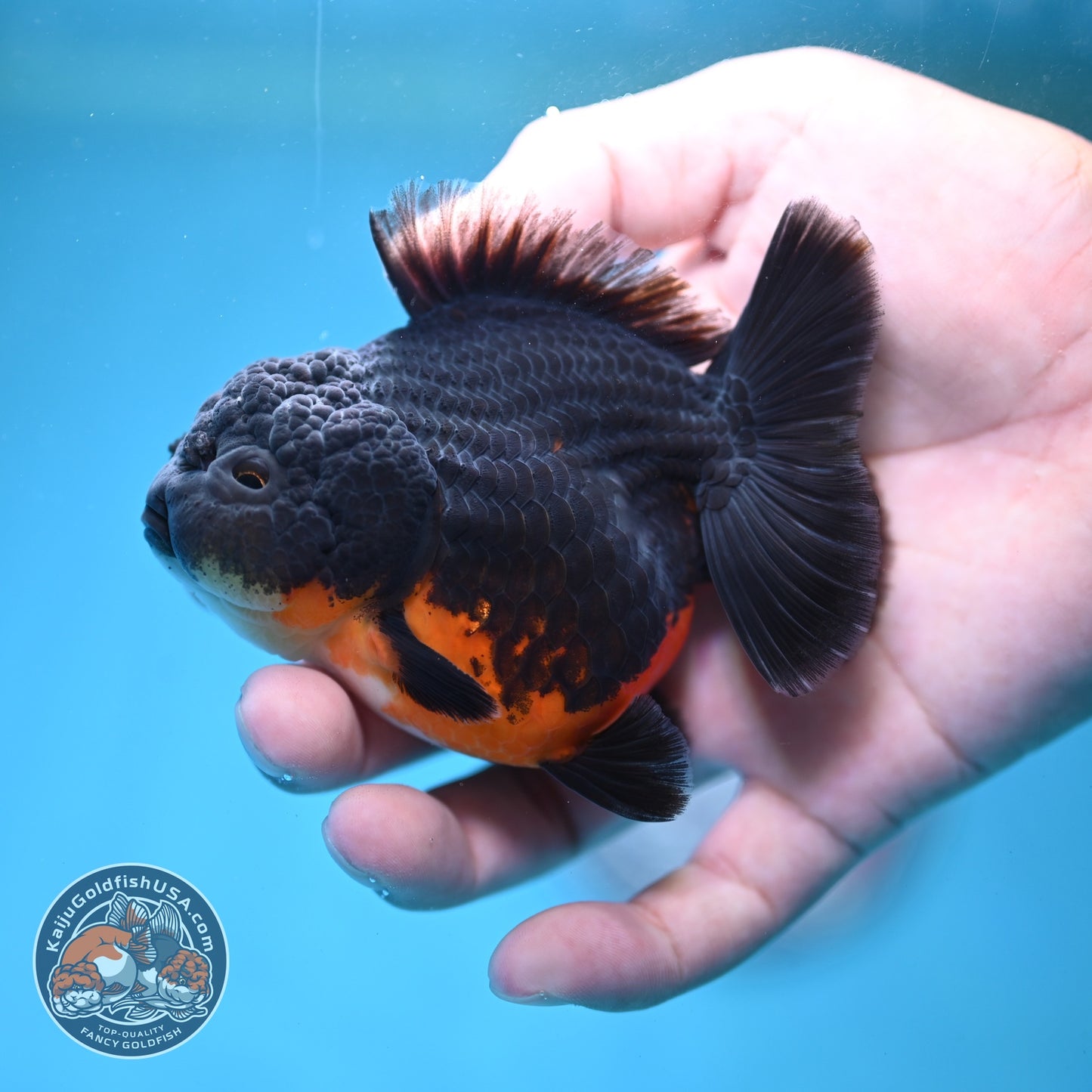 Shogun Kirin Oranda 3 inch Body (260814_OR10)