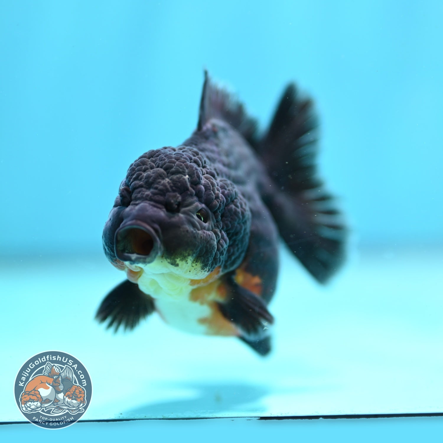 Shogun Kirin Oranda 3 inch Body (260814_OR10)