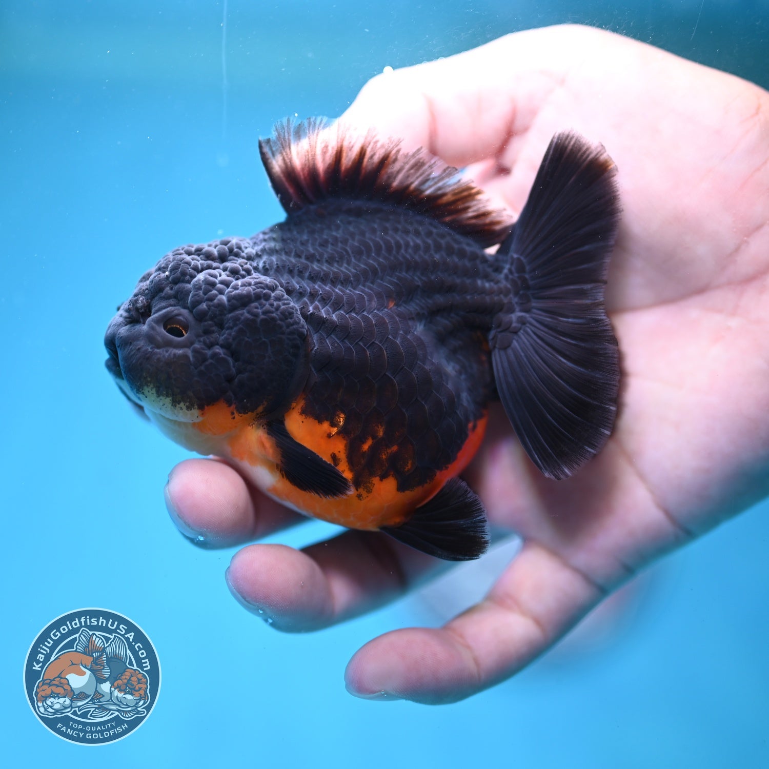 Shogun Kirin Oranda 3 inch Body (260814_OR10)