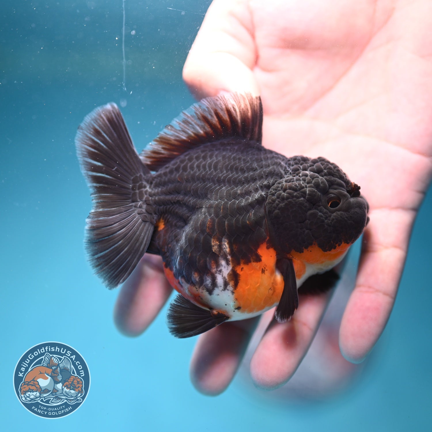 Shogun Kirin Oranda 3 inch Body (260814_OR10)