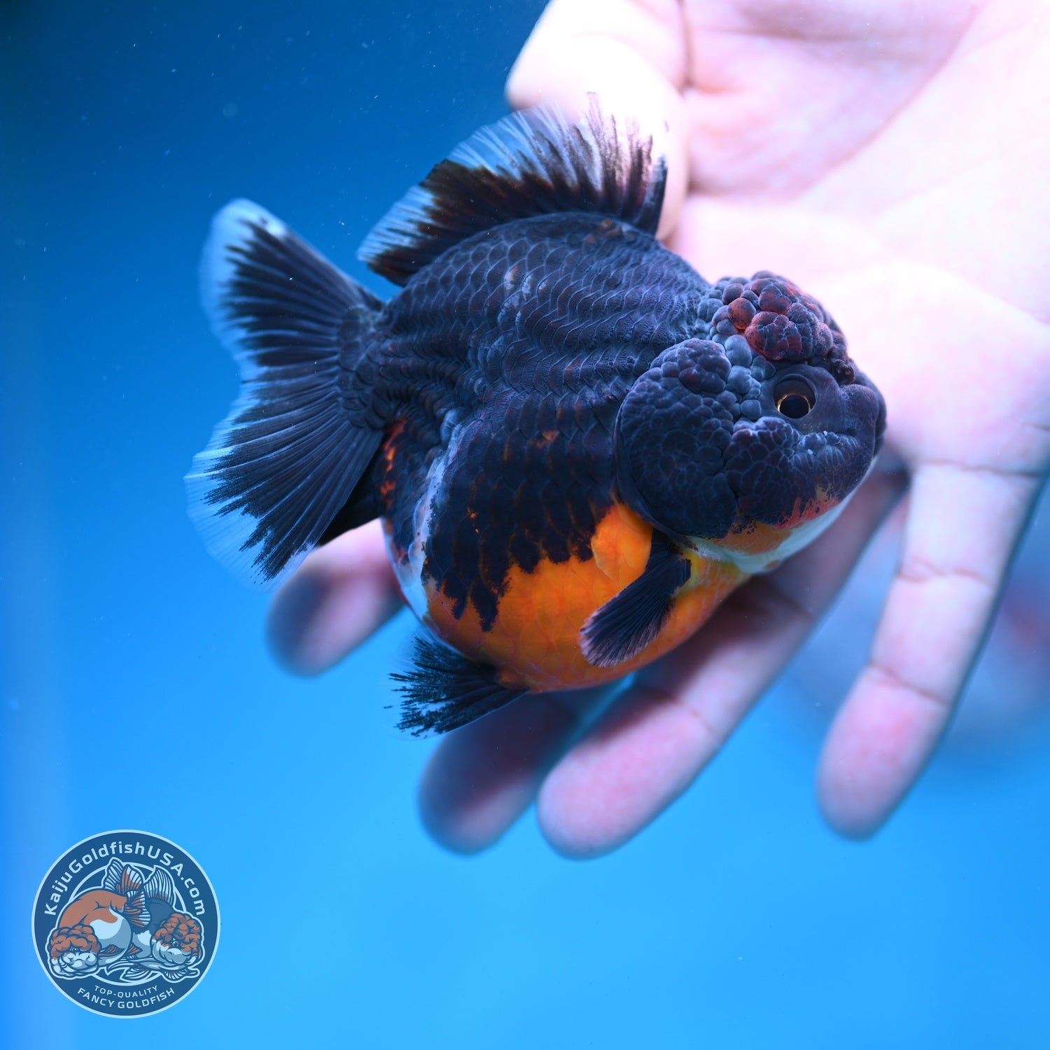 Shogun Kirin Oranda 3 inch Body (260828_OR01)