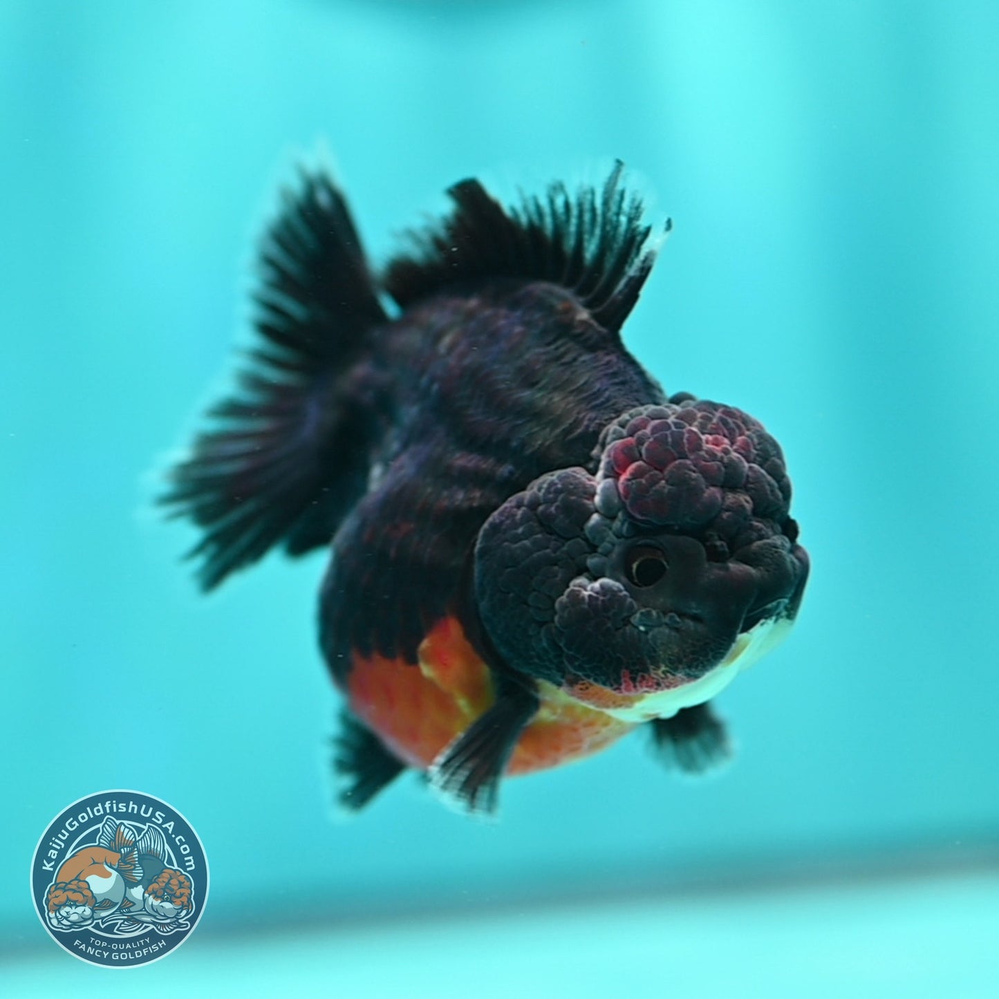 Shogun Kirin Oranda 3 inch Body (260828_OR01)