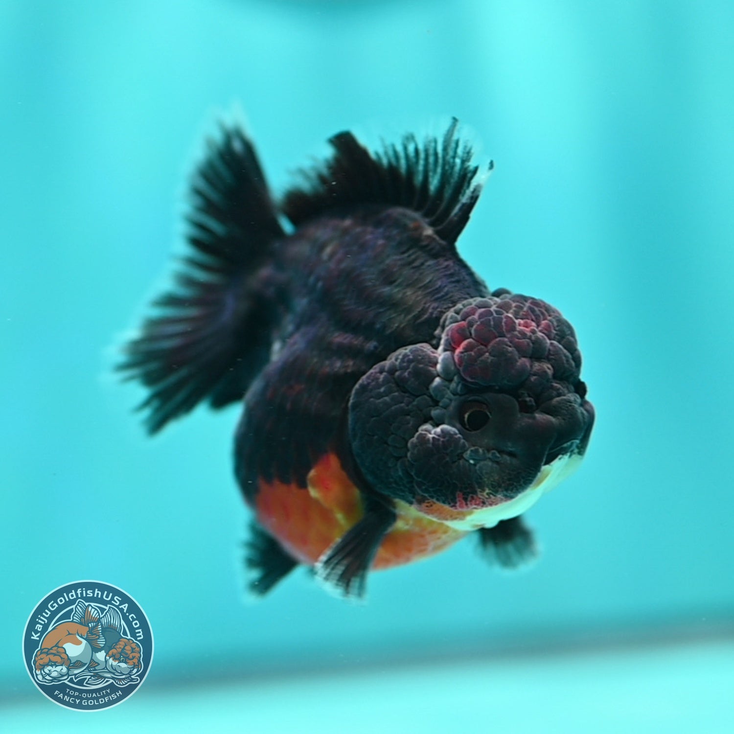 Shogun Kirin Oranda 3 inch Body (260828_OR01)