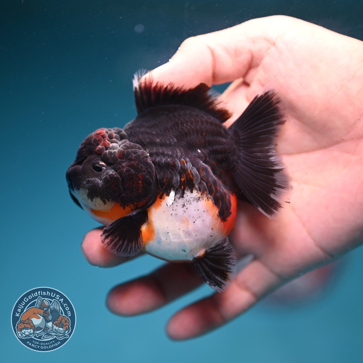 Shogun Kirin Oranda 3 inch Body (260828_OR01)