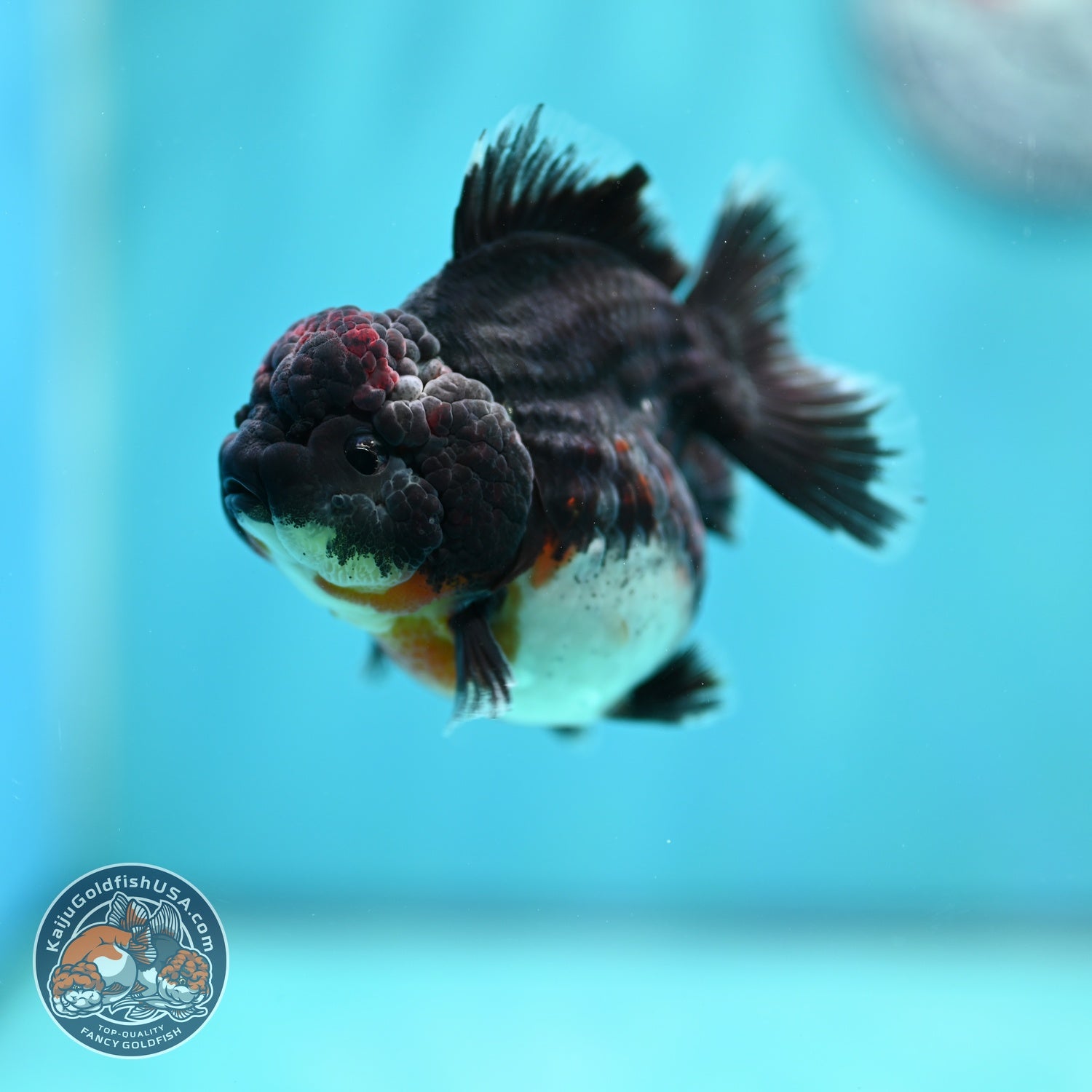 Shogun Kirin Oranda 3 inch Body (260828_OR01)