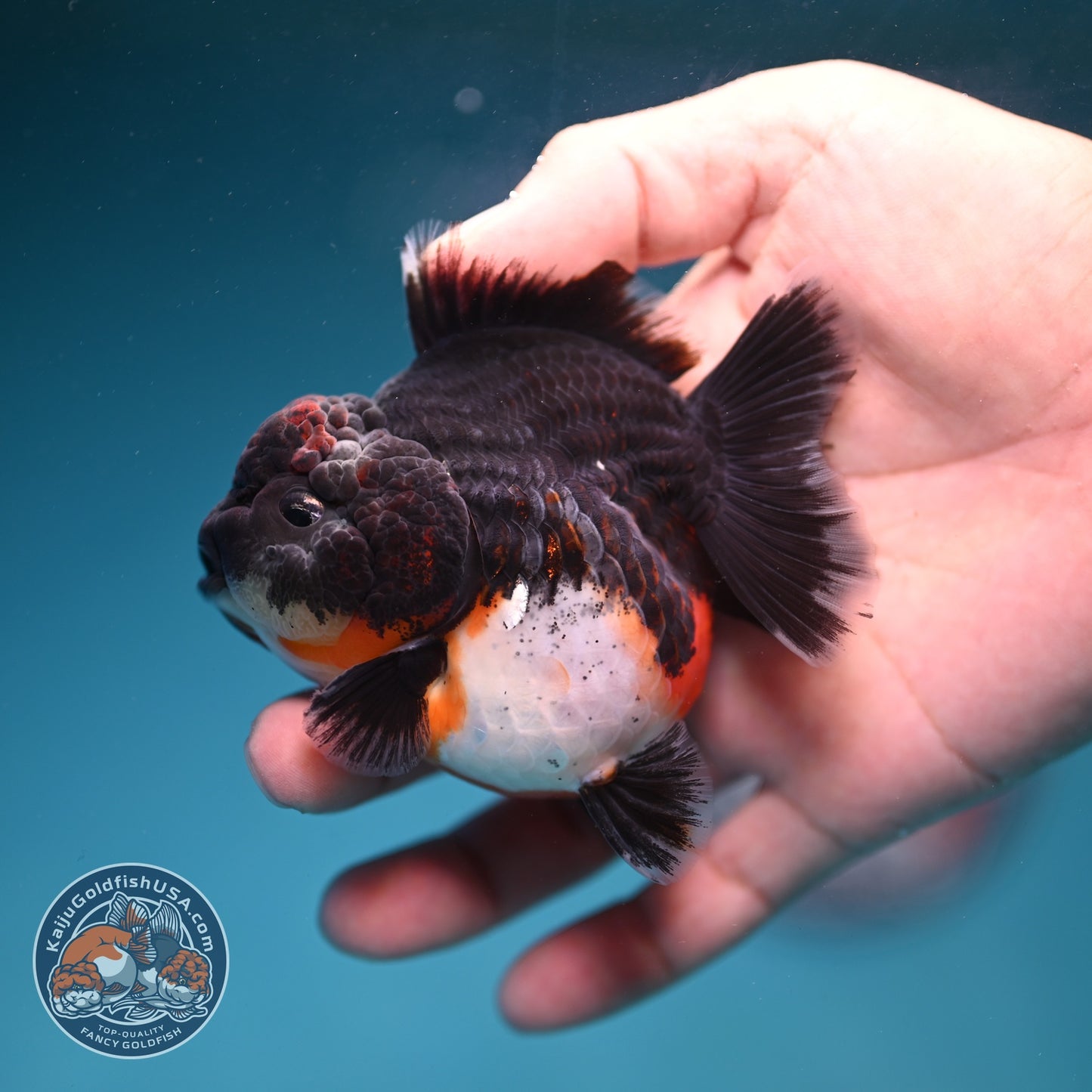 Shogun Kirin Oranda 3 inch Body (260828_OR01)