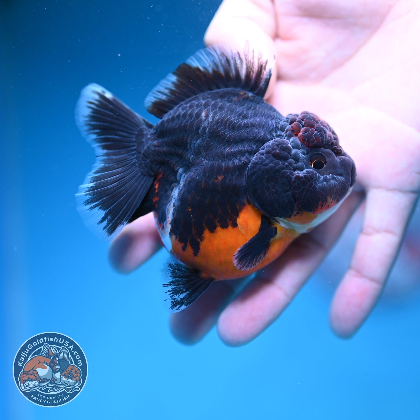 Shogun Kirin Oranda 3 inch Body (260828_OR01)