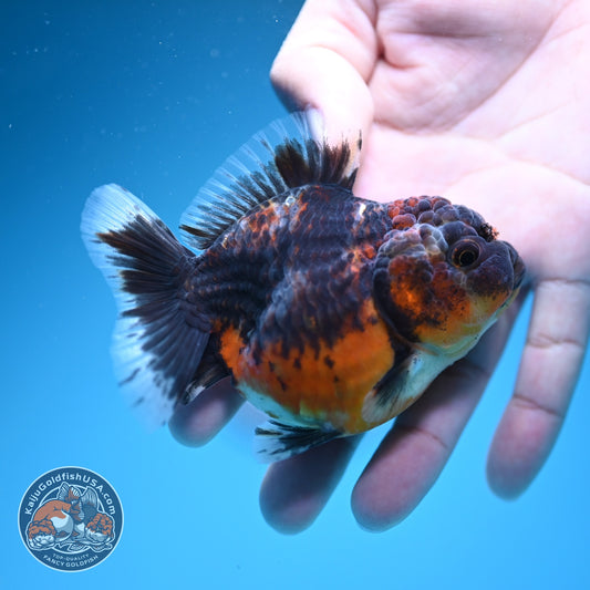Shogun Kirin Oranda 3.2 inch Body (260724_OR05)