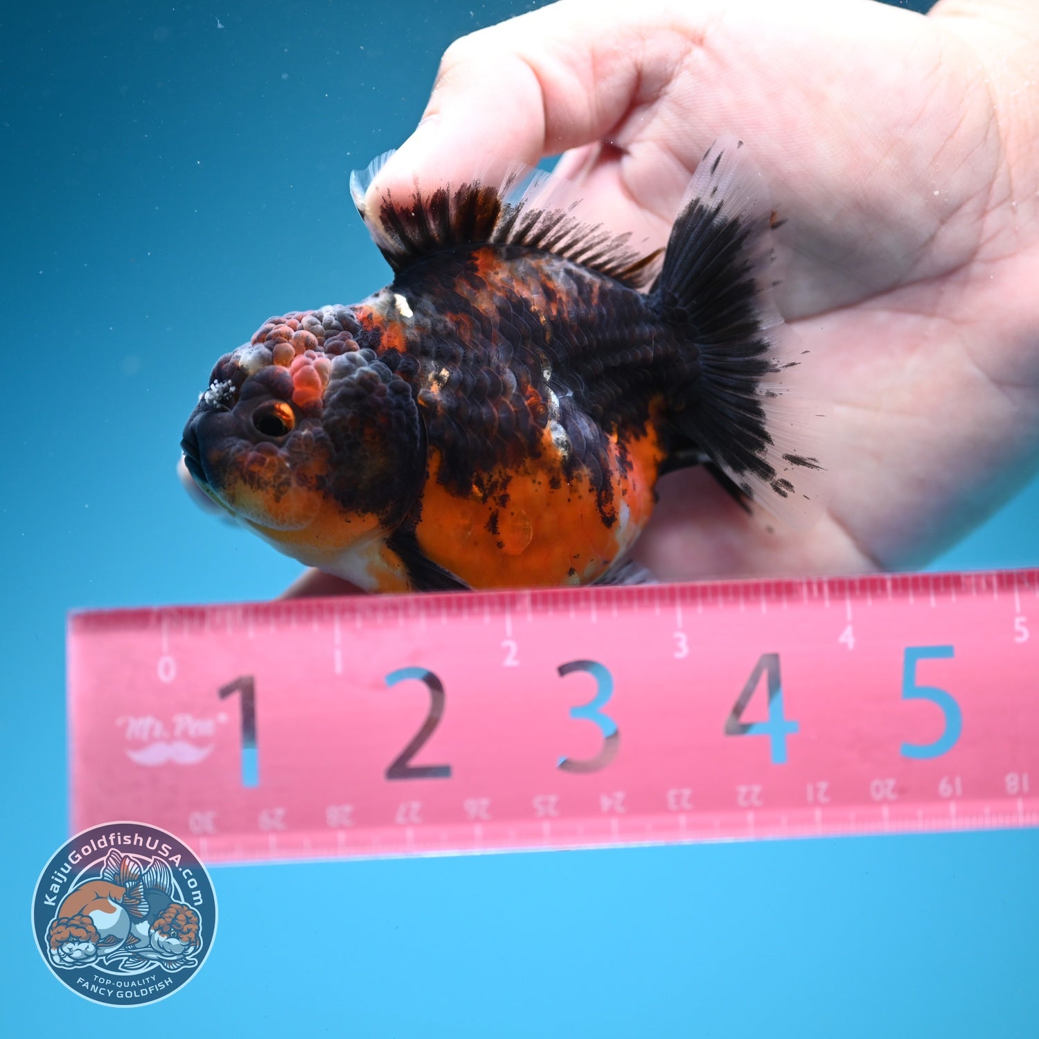 Shogun Kirin Oranda 3.2 inch Body (260724_OR05)