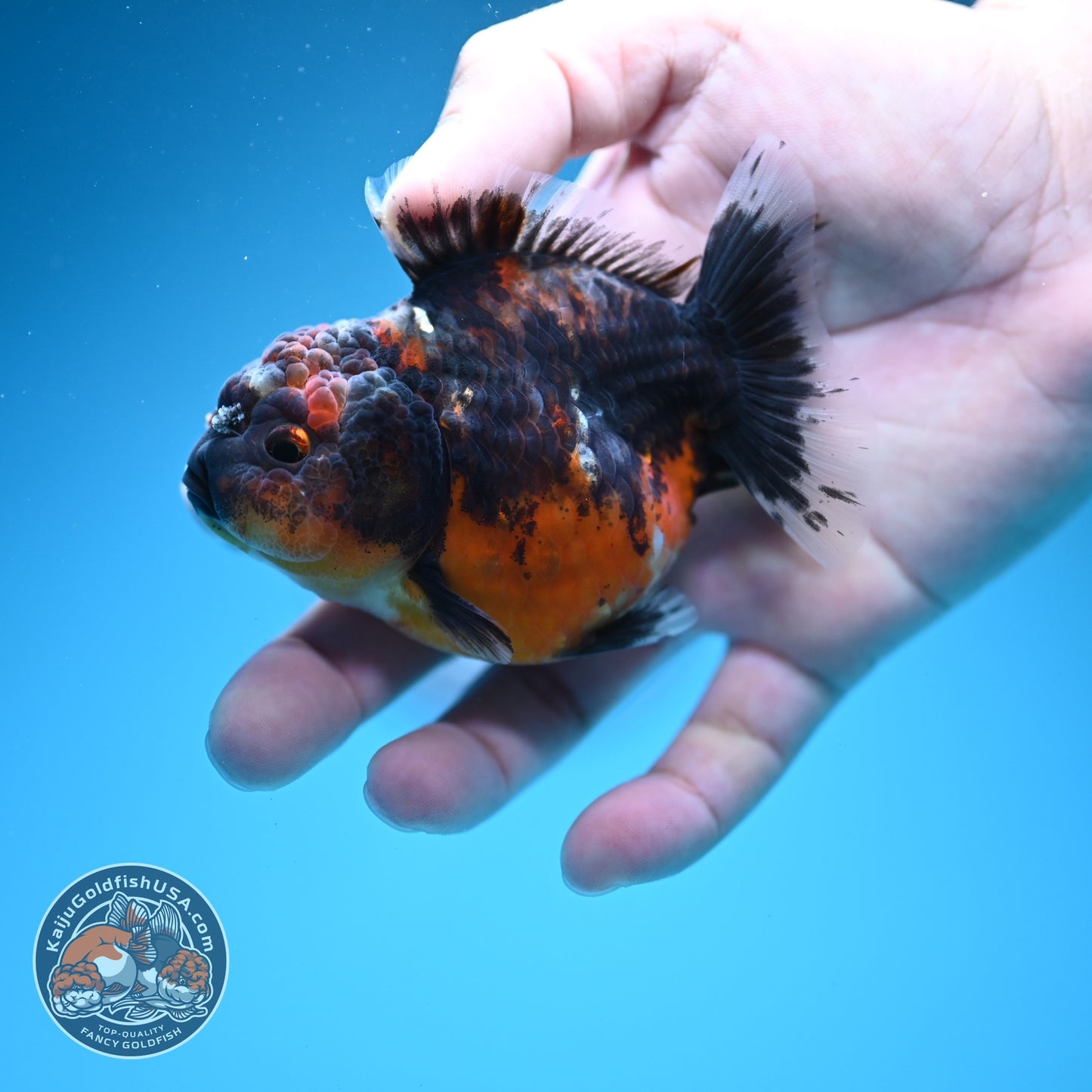Shogun Kirin Oranda 3.2 inch Body (260724_OR05)