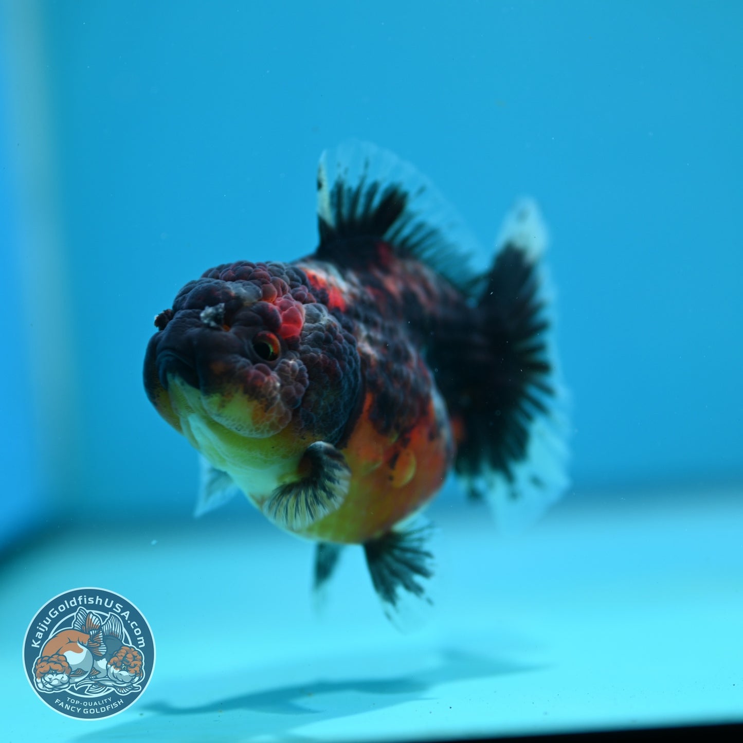 Shogun Kirin Oranda 3.2 inch Body (260724_OR05)