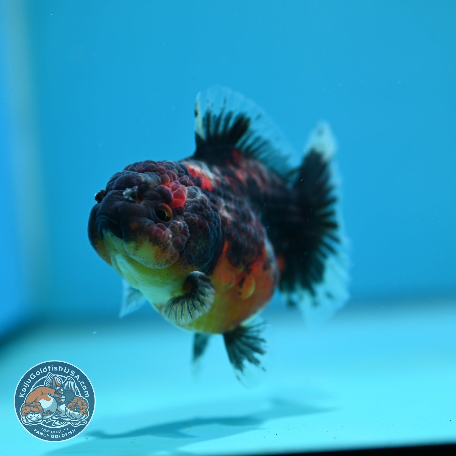 Shogun Kirin Oranda 3.2 inch Body (260724_OR05)