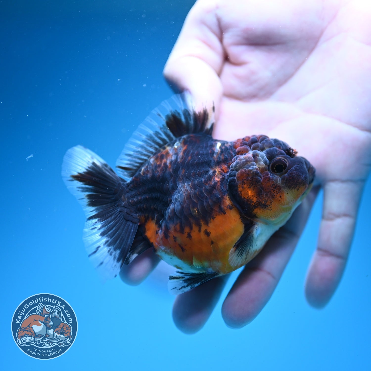 Shogun Kirin Oranda 3.2 inch Body (260724_OR05)