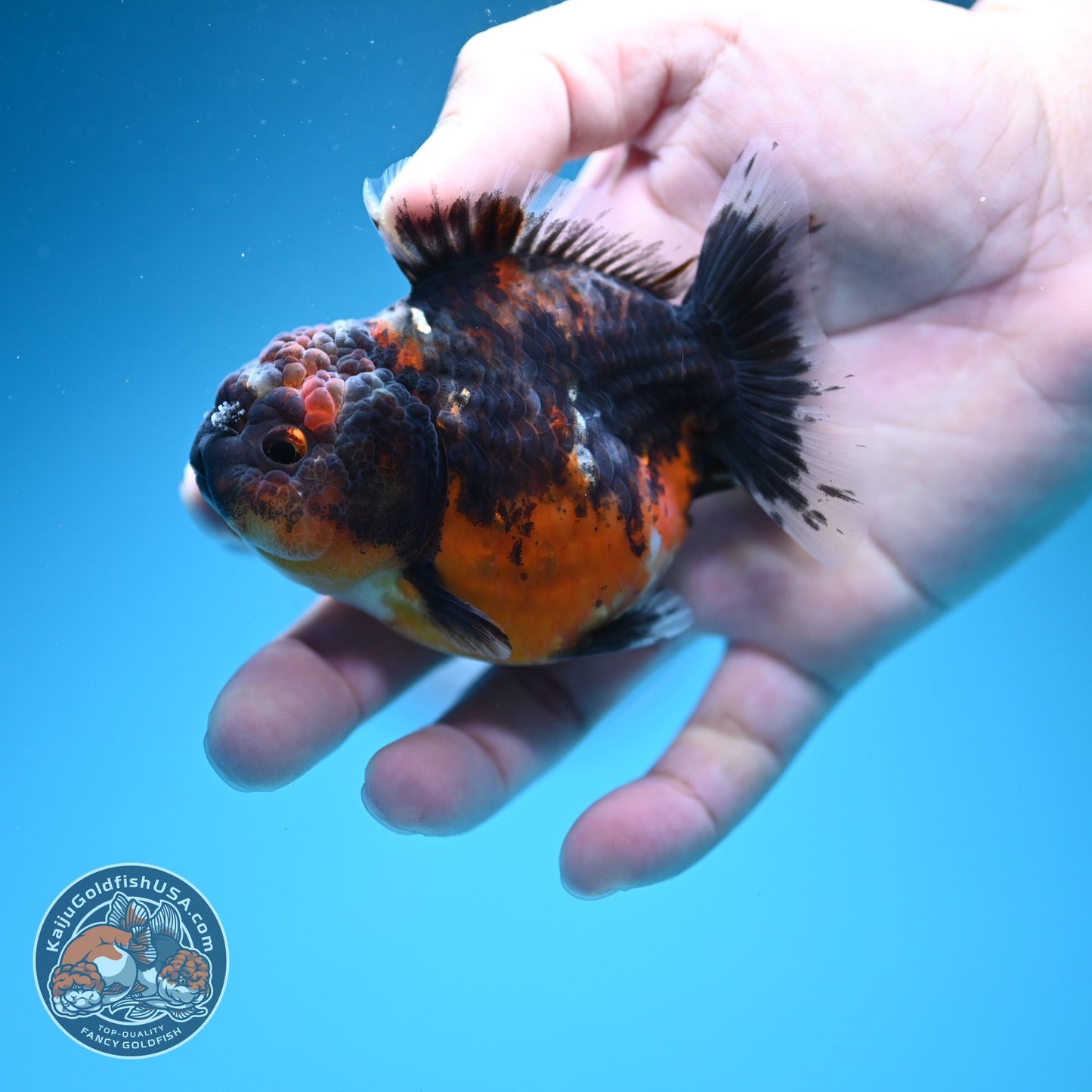 Shogun Kirin Oranda 3.2 inch Body (260724_OR05)