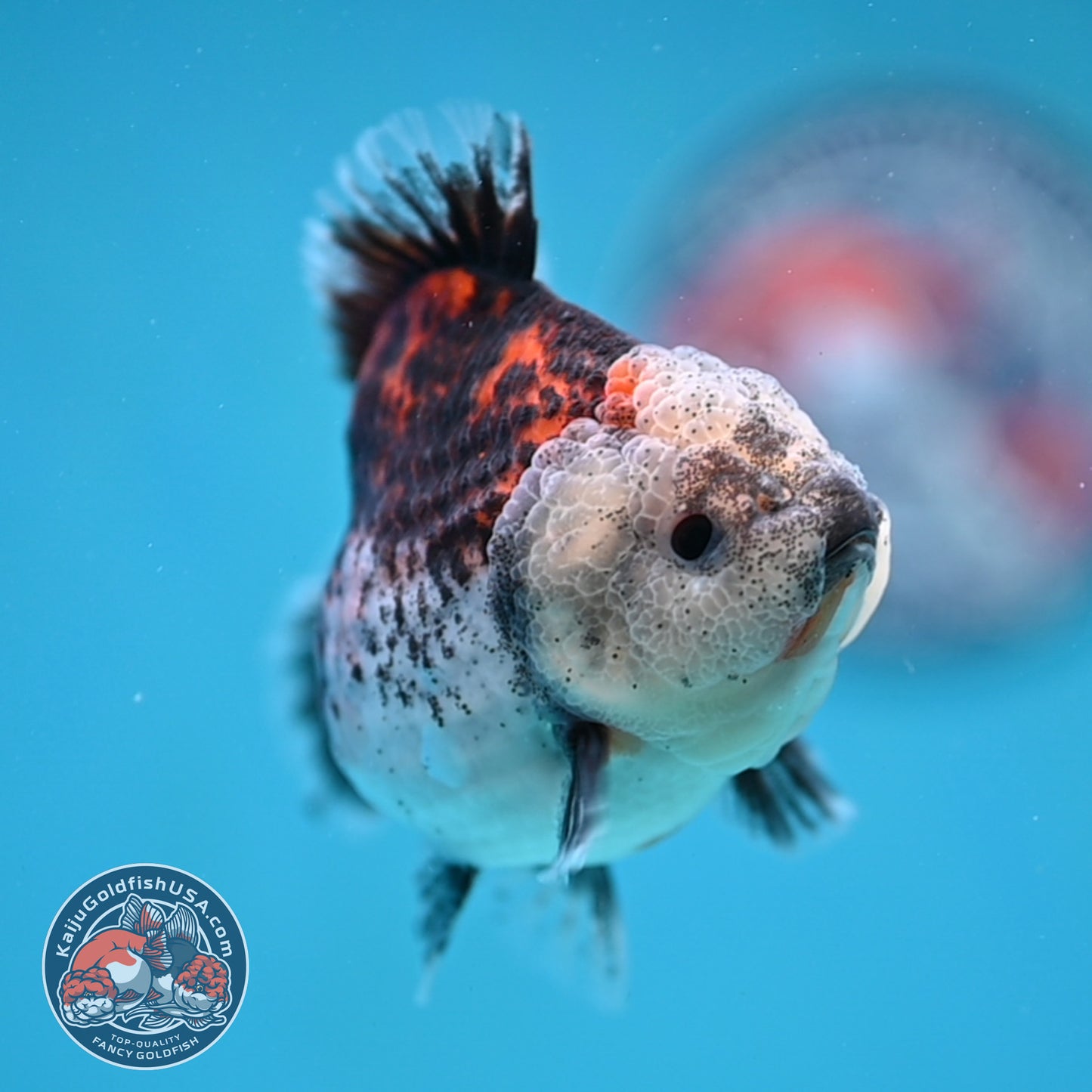 Shogun Kirin Oranda 3.5 inch Body (260109_OR19)