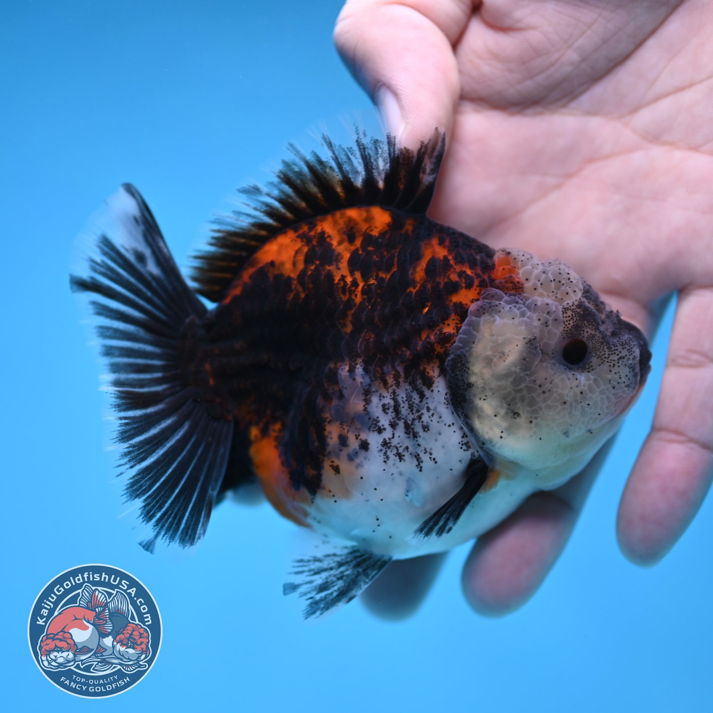 Shogun Kirin Oranda 3.5 inch Body (260109_OR19)