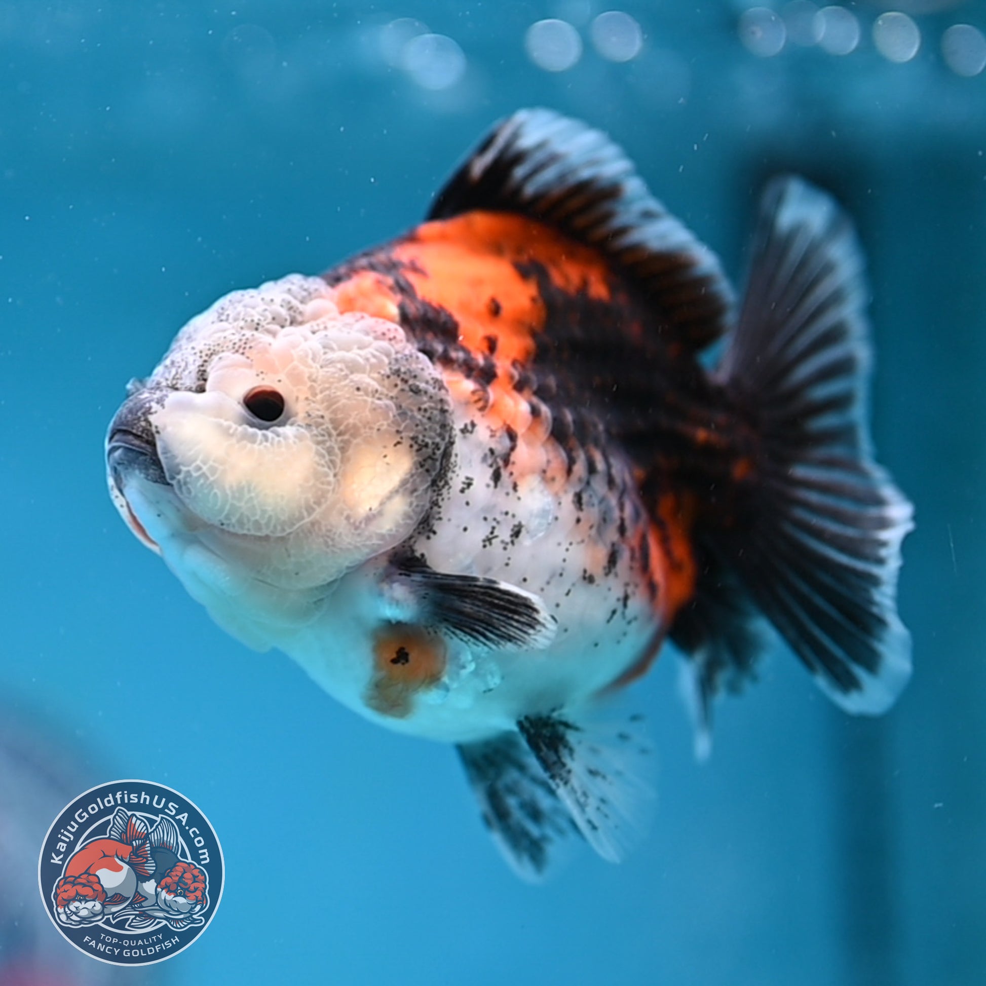 Shogun Kirin Oranda 3.5 inch Body (260109_OR19)