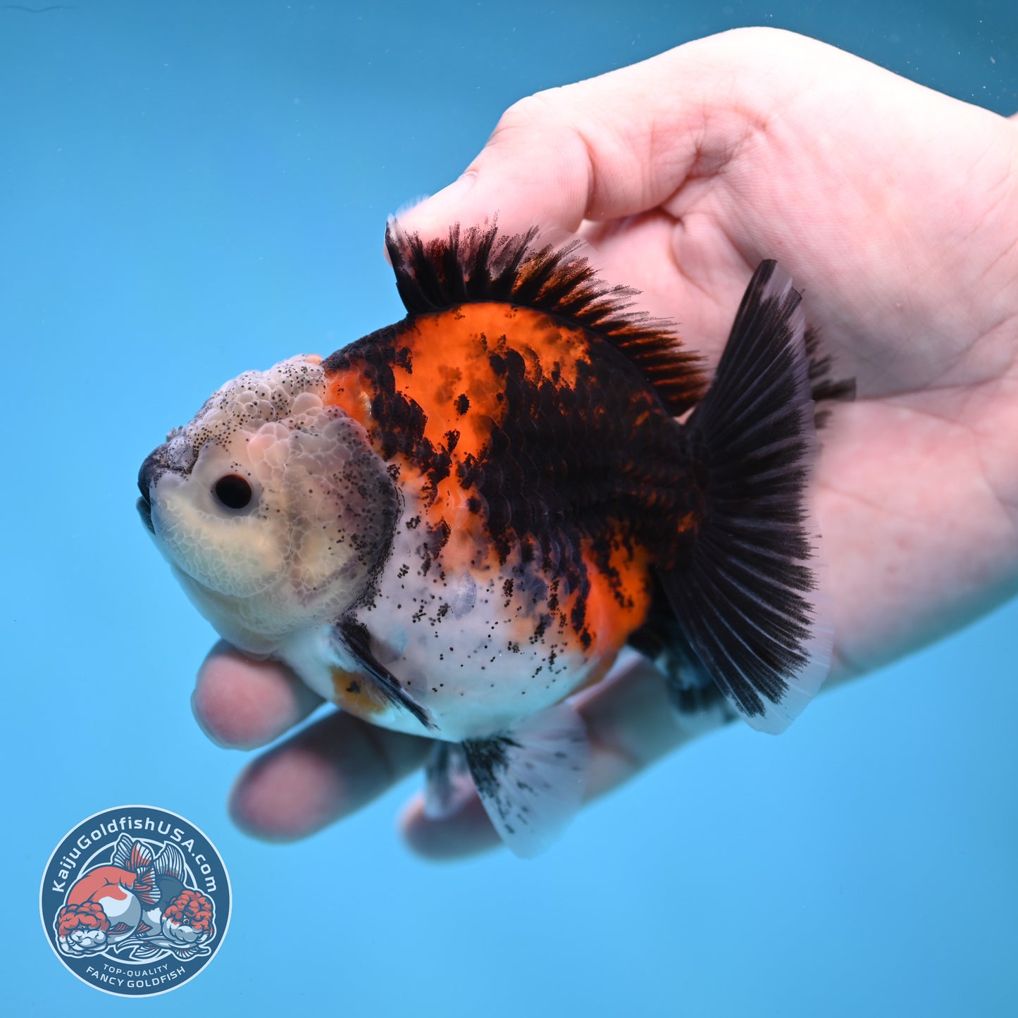 Shogun Kirin Oranda 3.5 inch Body (260109_OR19)