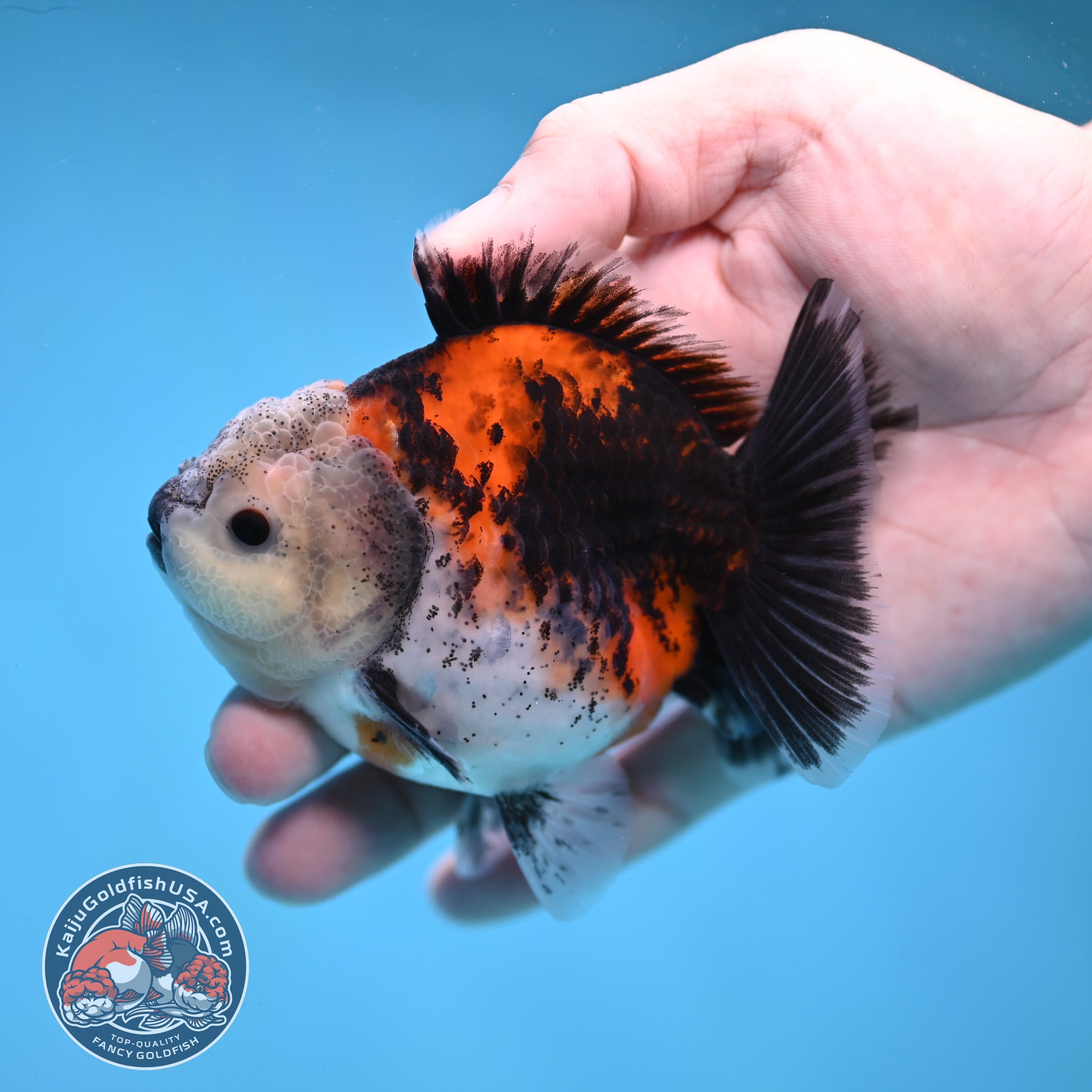 Shogun Kirin Oranda 3.5 inch Body (260109_OR19)