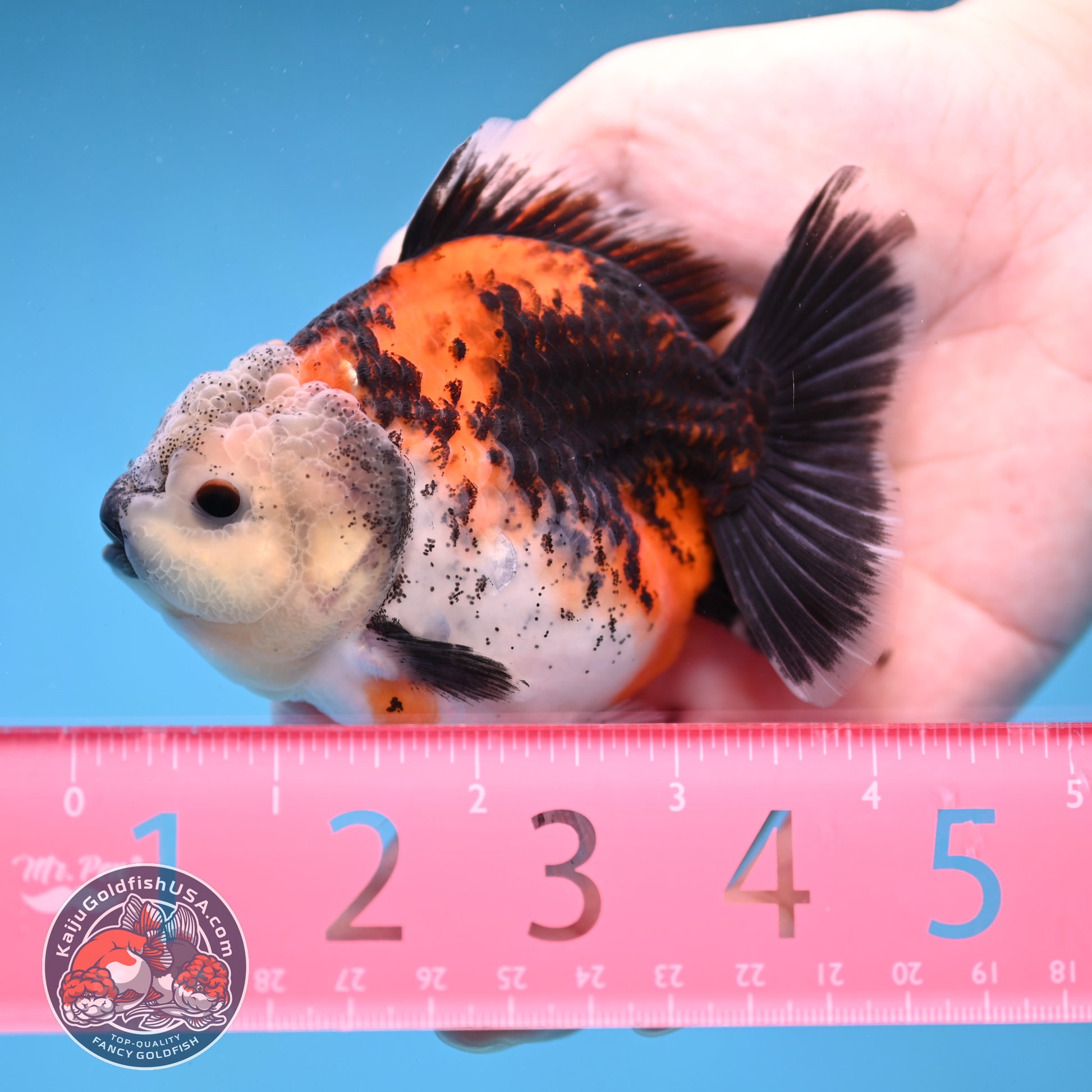 Shogun Kirin Oranda 3.5 inch Body (260109_OR19)