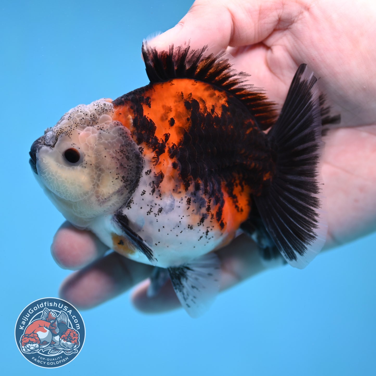 Shogun Kirin Oranda 3.5 inch Body (260109_OR19)