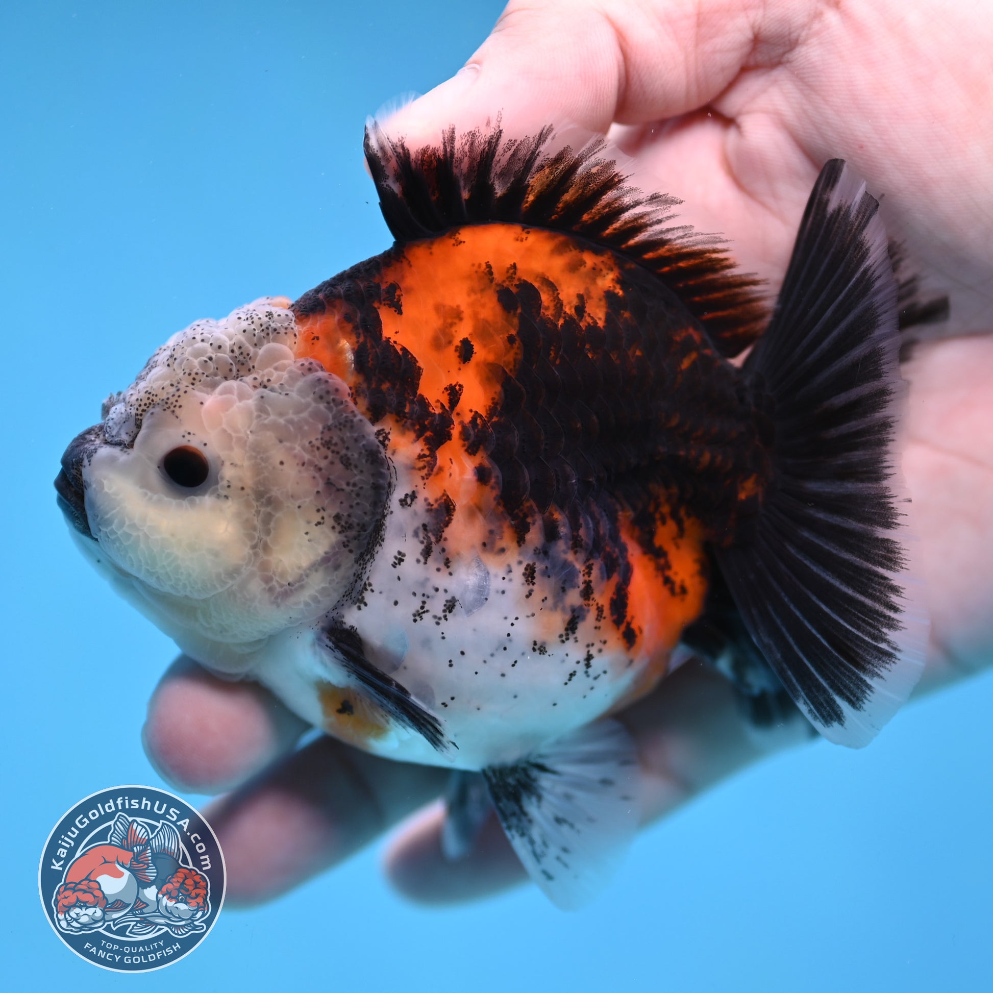 Shogun Kirin Oranda 3.5 inch Body (260109_OR19)