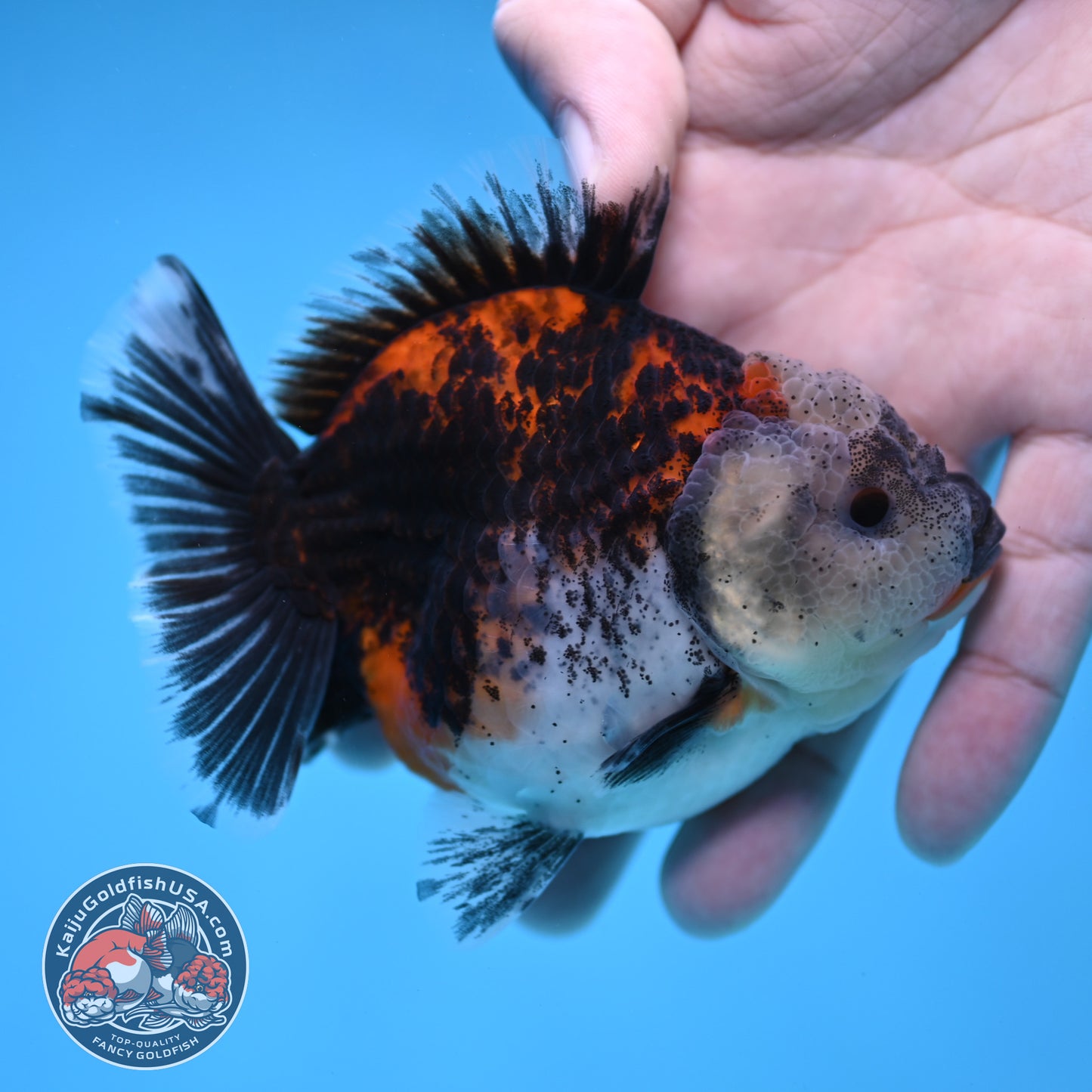 Shogun Kirin Oranda 3.5 inch Body (260109_OR19)