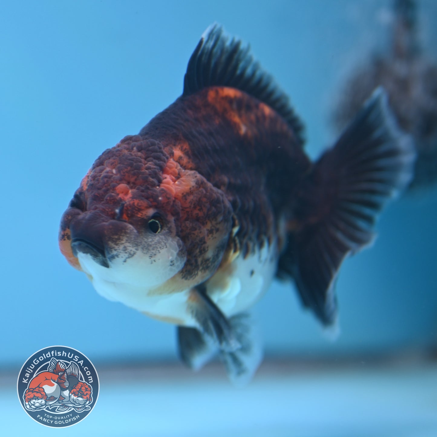 Shogun Kirin Oranda 3.5 inch Body (260109_OR20)