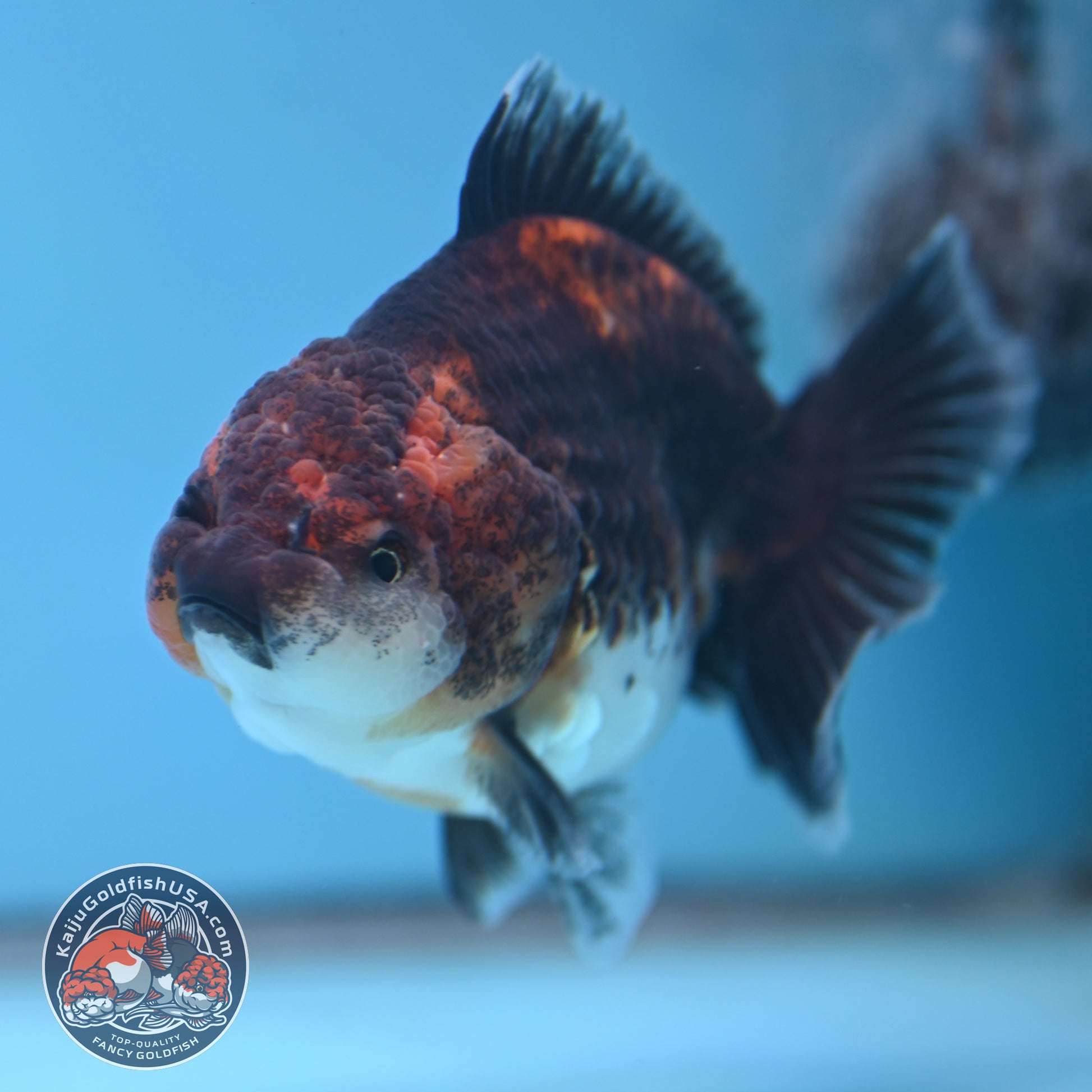 Shogun Kirin Oranda 3.5 inch Body (260109_OR20)