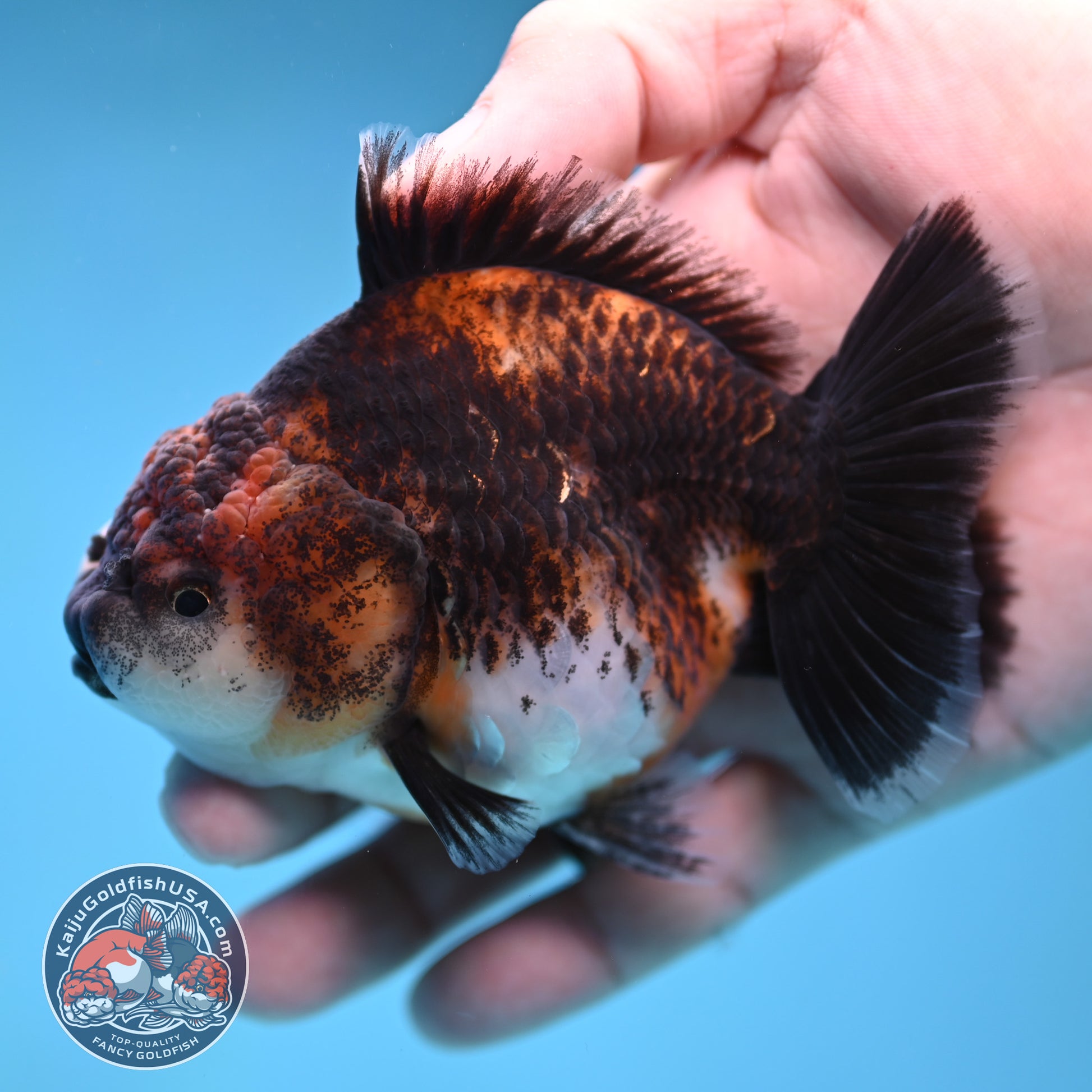 Shogun Kirin Oranda 3.5 inch Body (260109_OR20)