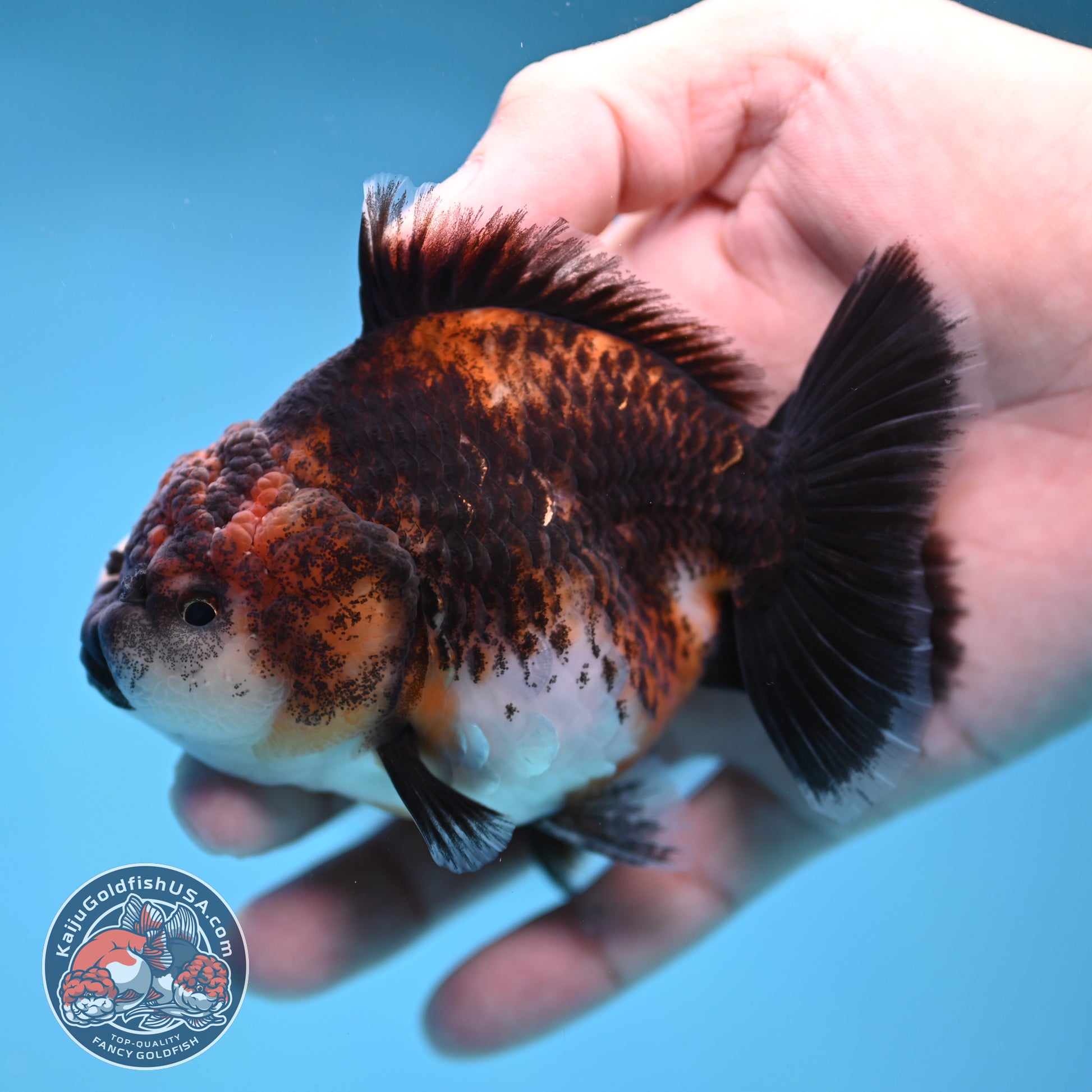 Shogun Kirin Oranda 3.5 inch Body (260109_OR20)