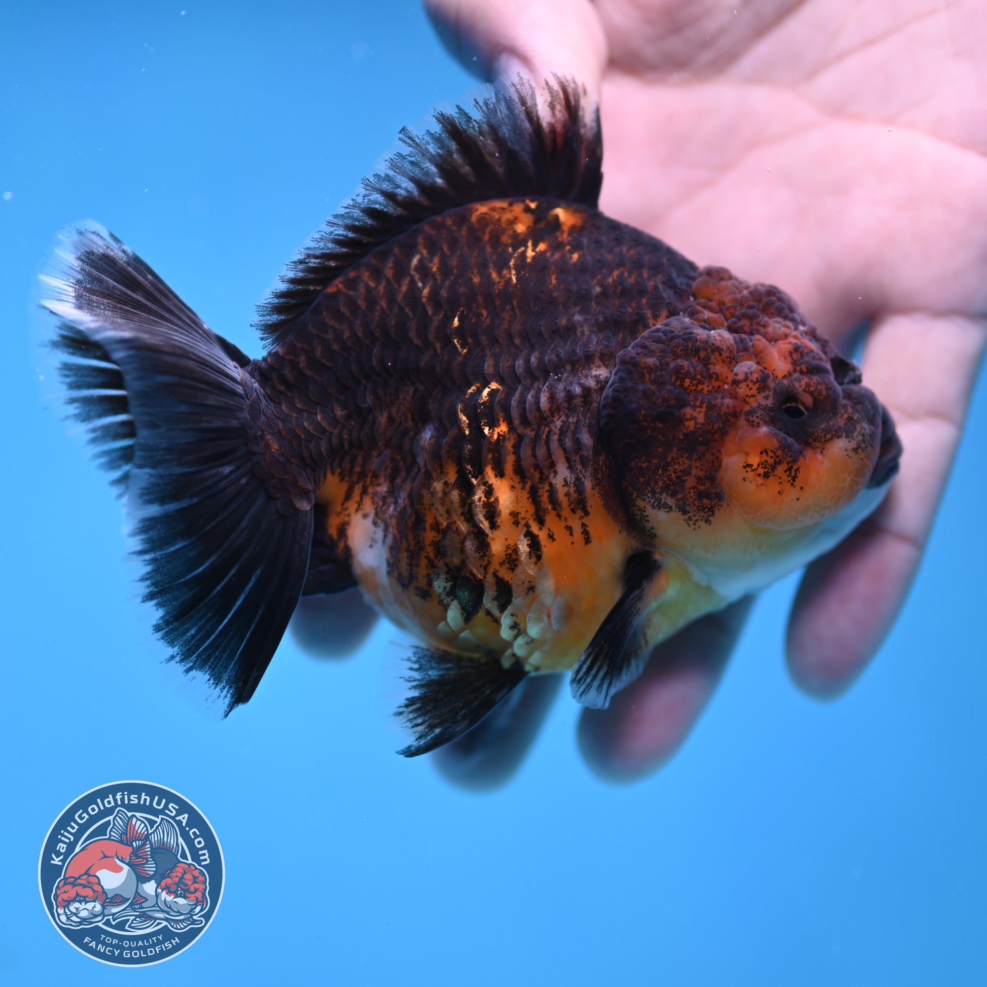 Shogun Kirin Oranda 3.5 inch Body (260109_OR20)