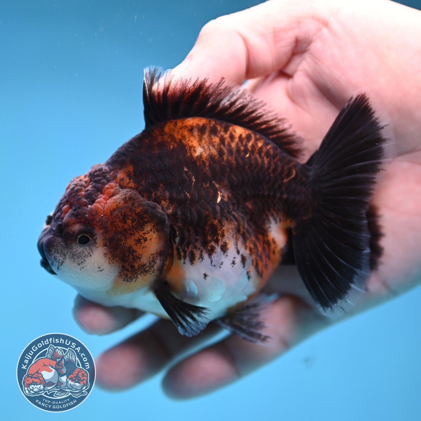 Shogun Kirin Oranda 3.5 inch Body (260109_OR20)