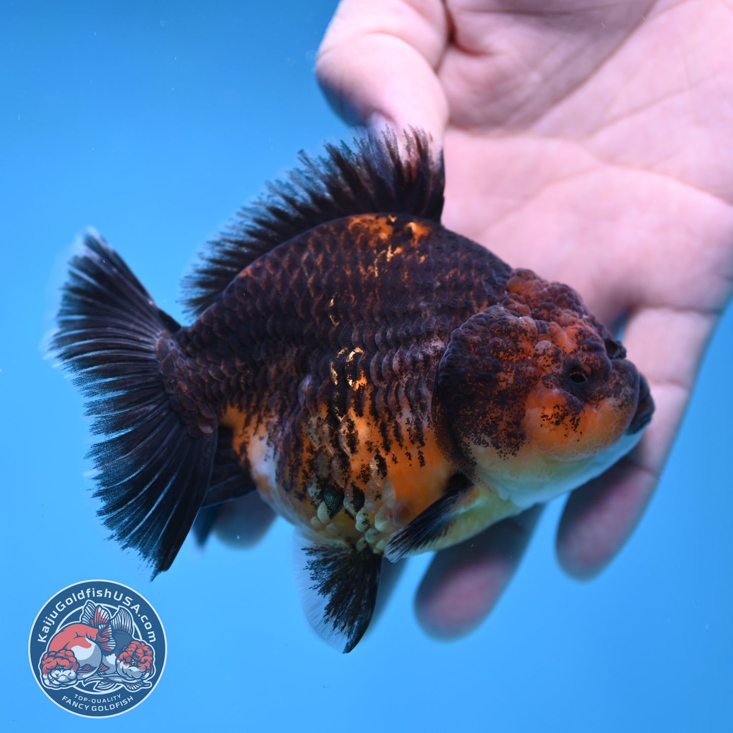 Shogun Kirin Oranda 3.5 inch Body (260109_OR20)