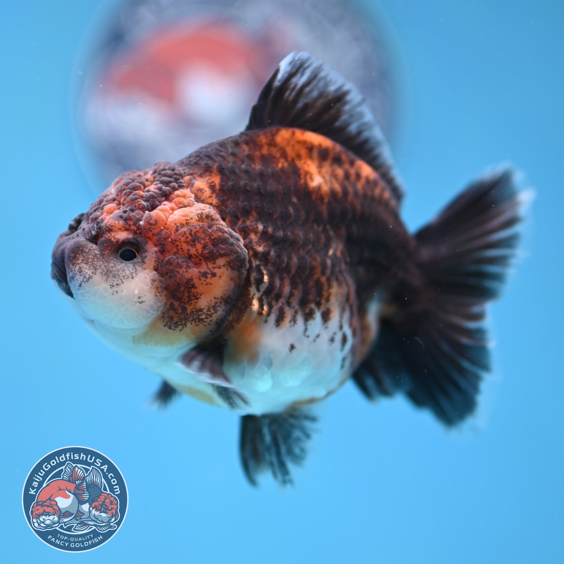 Shogun Kirin Oranda 3.5 inch Body (260109_OR20)