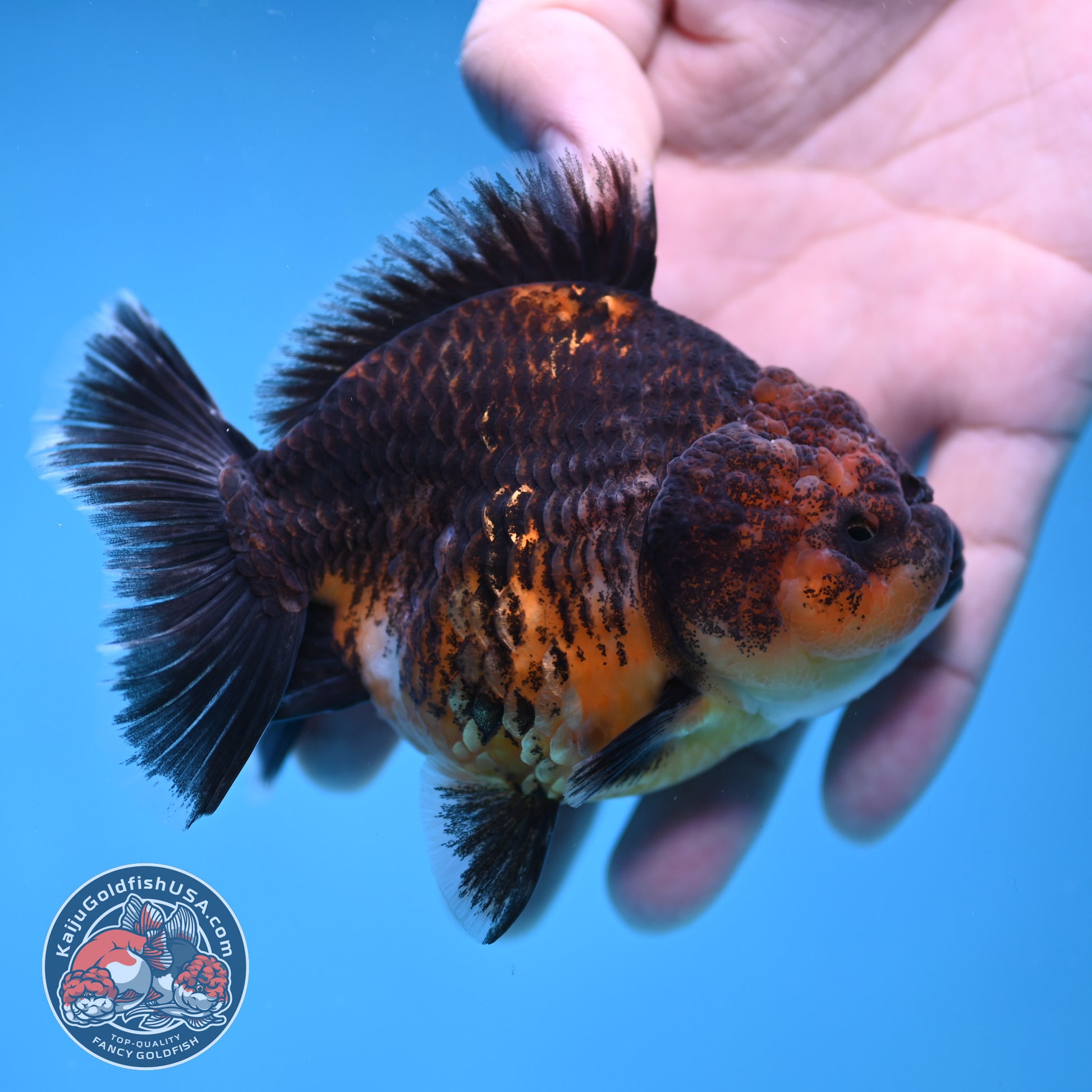 Shogun Kirin Oranda 3.5 inch Body (260109_OR20)