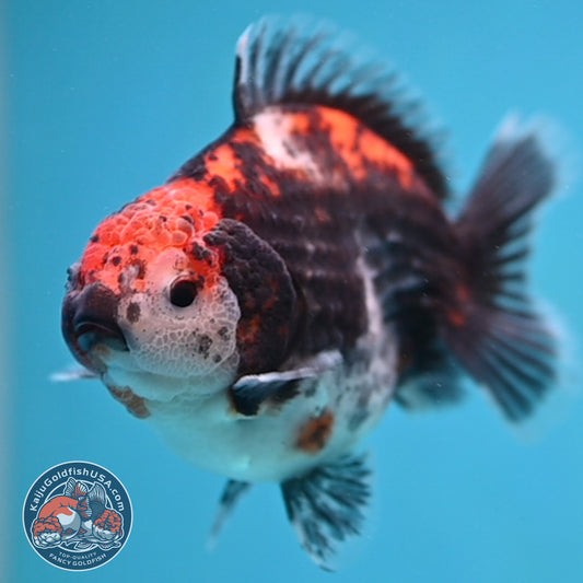 Shogun Kirin Oranda 3.5 inch Body (260109_OR21)