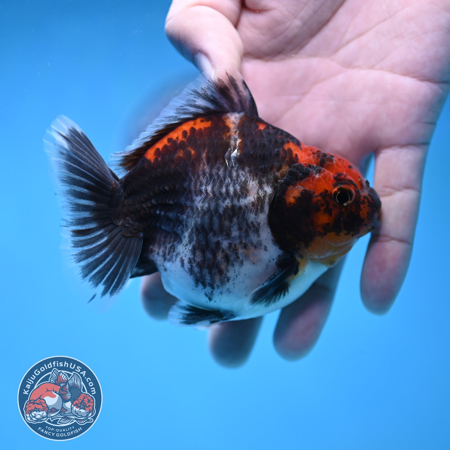 Shogun Kirin Oranda 3.5 inch Body (260109_OR21)